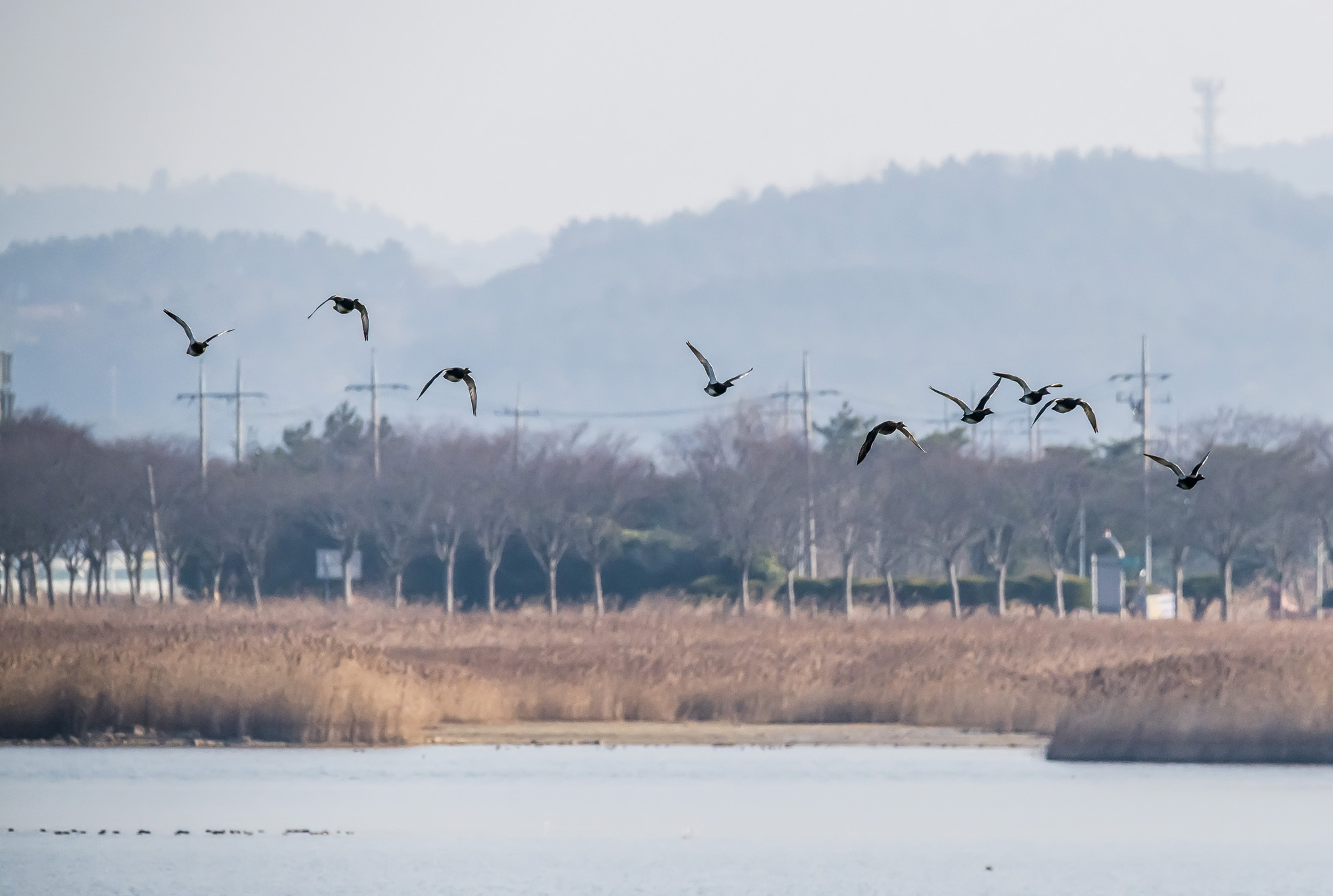 사회;사건사고;사망사고;여객기참사사고;항공기사고;무안국제공항항공기사고;제주항공사망사고;항공기조류충돌;무안공항제주항공여객기참사;제주항공여객기참사;제주항공참사;버드스트라이크;철새떼;새떼충돌;새무리비행