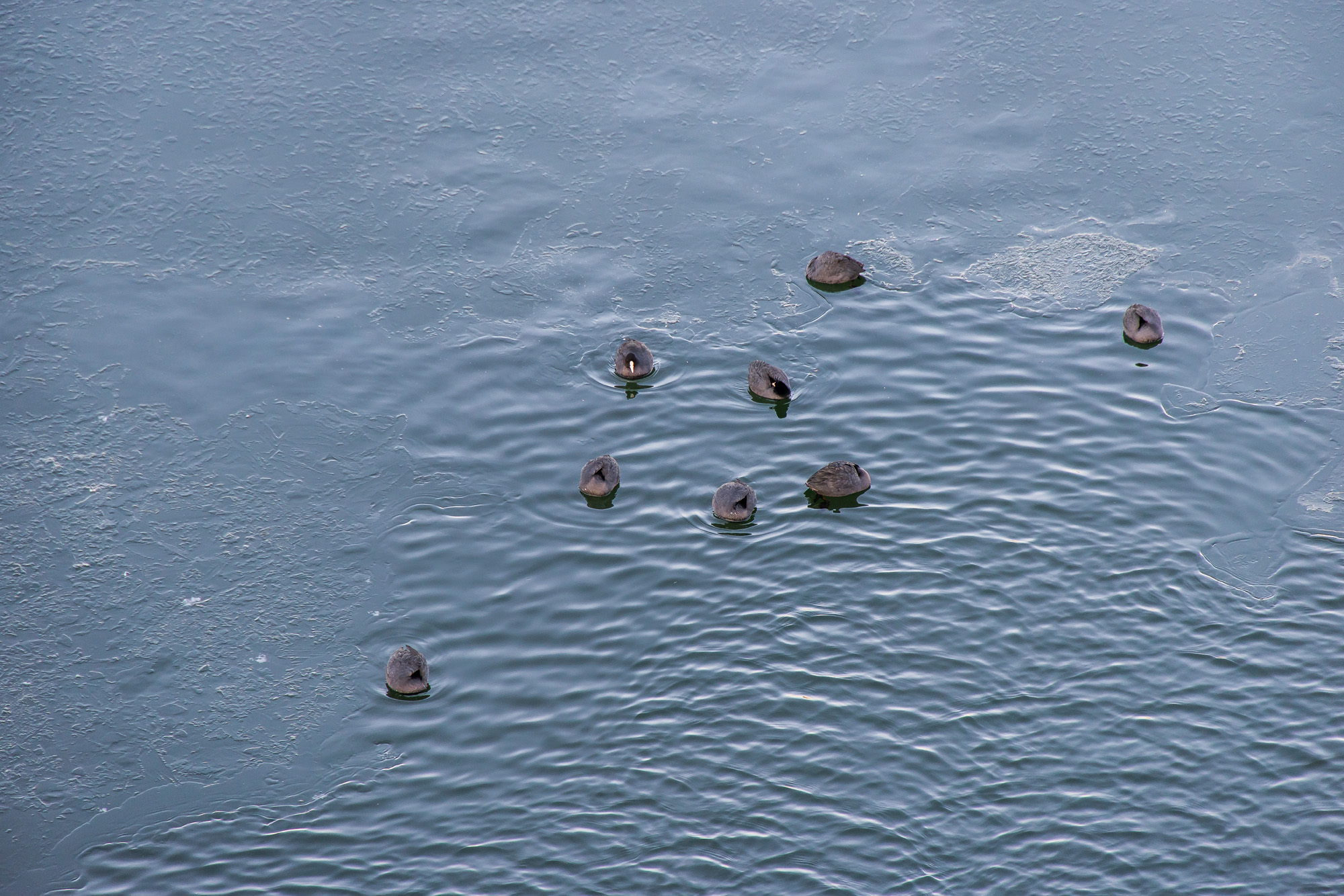 사회;세태;날씨스케치;추위스케치;한파스케치;한강결빙;한강얼음;한강대교