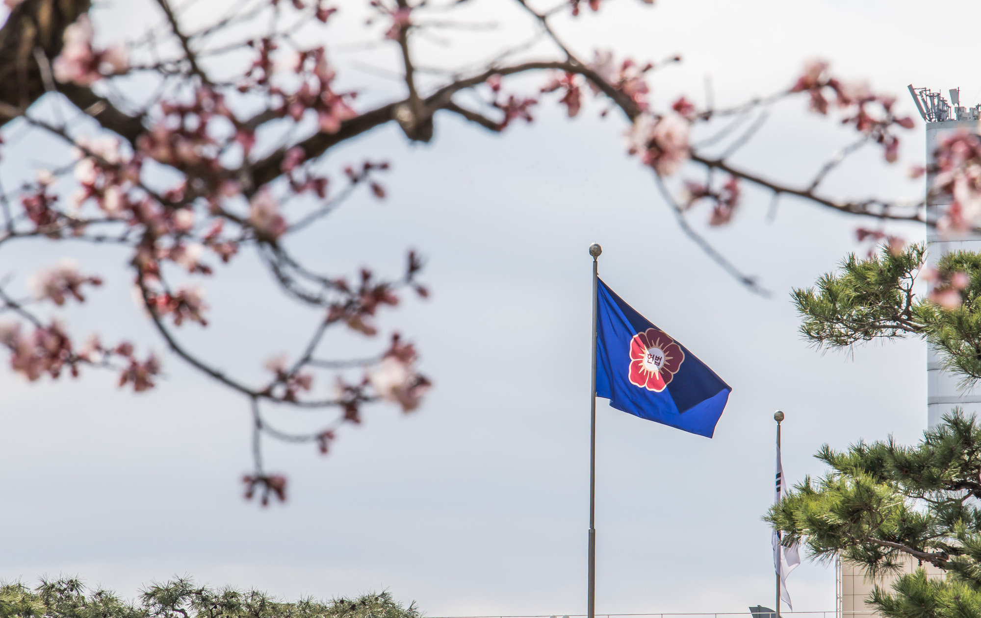 사회;벚꽃스케치;계절스케치;봄스케치;헌법재판소;헌재벚꽃스케치;헌법재판소벚꽃개화