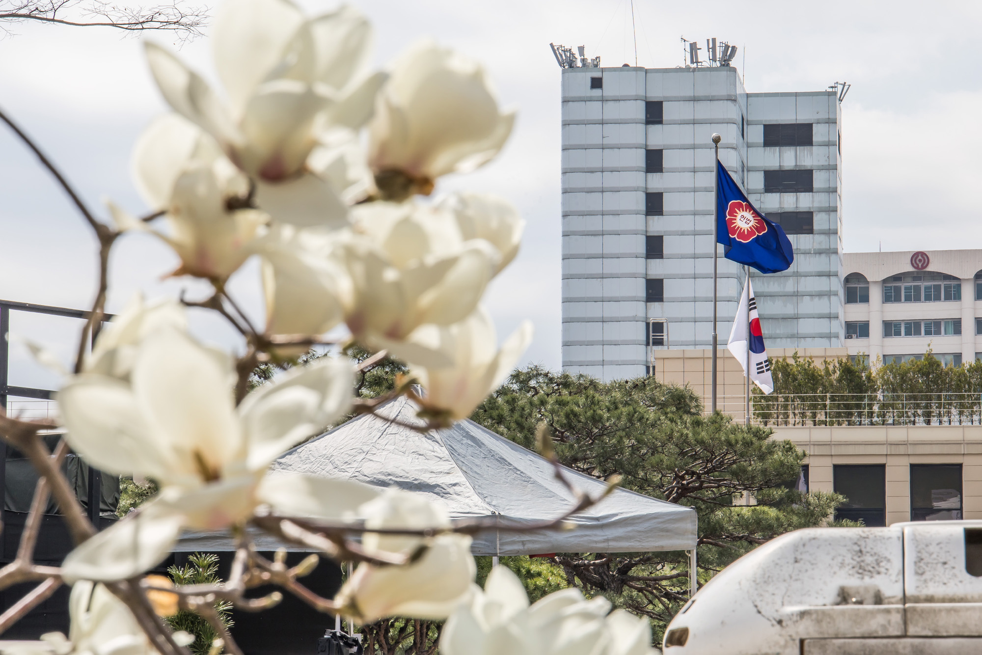 사회;벚꽃스케치;계절스케치;봄스케치;헌법재판소;헌재벚꽃스케치;헌법재판소벚꽃개화