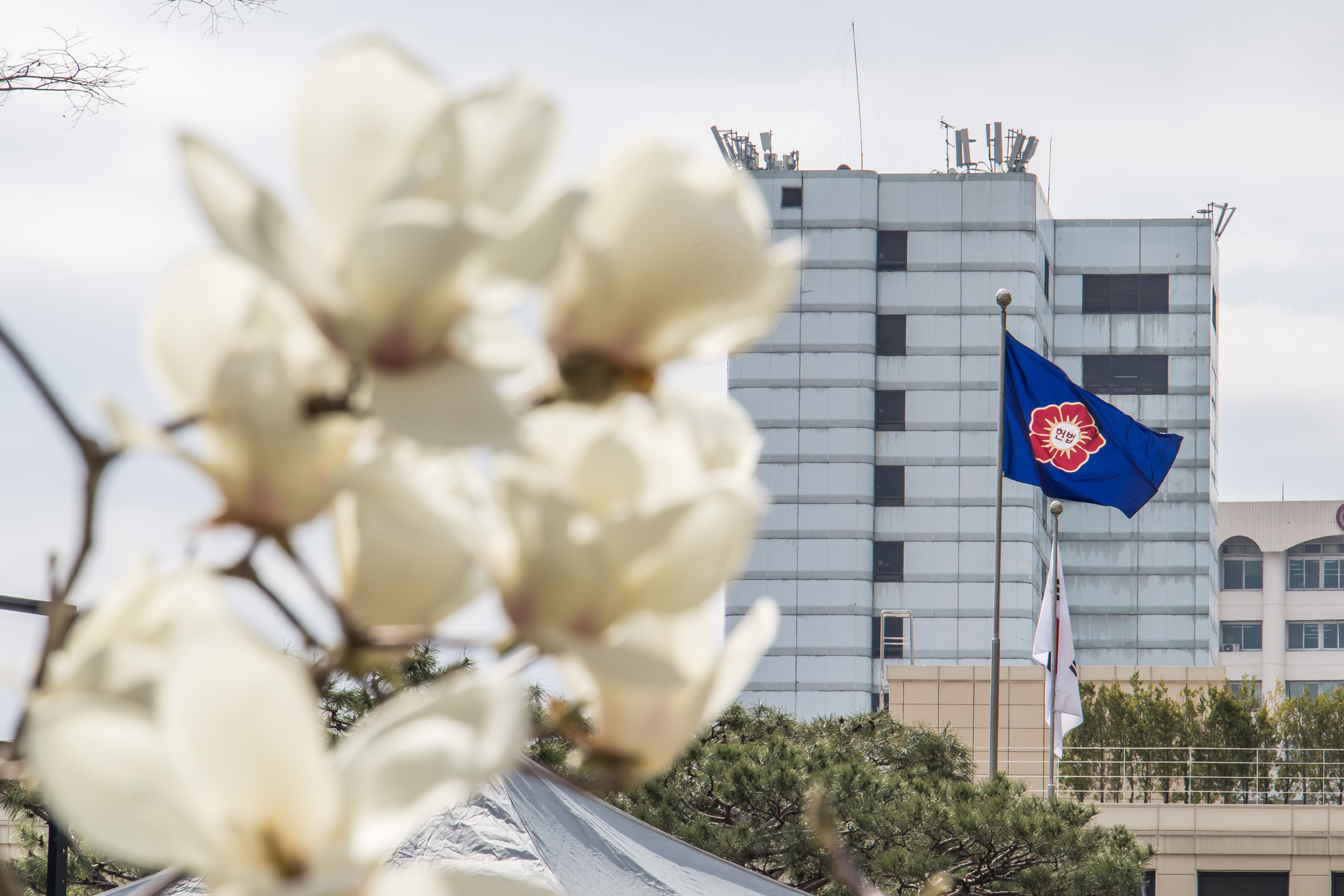 사회;벚꽃스케치;계절스케치;봄스케치;헌법재판소;헌재벚꽃스케치;헌법재판소벚꽃개화