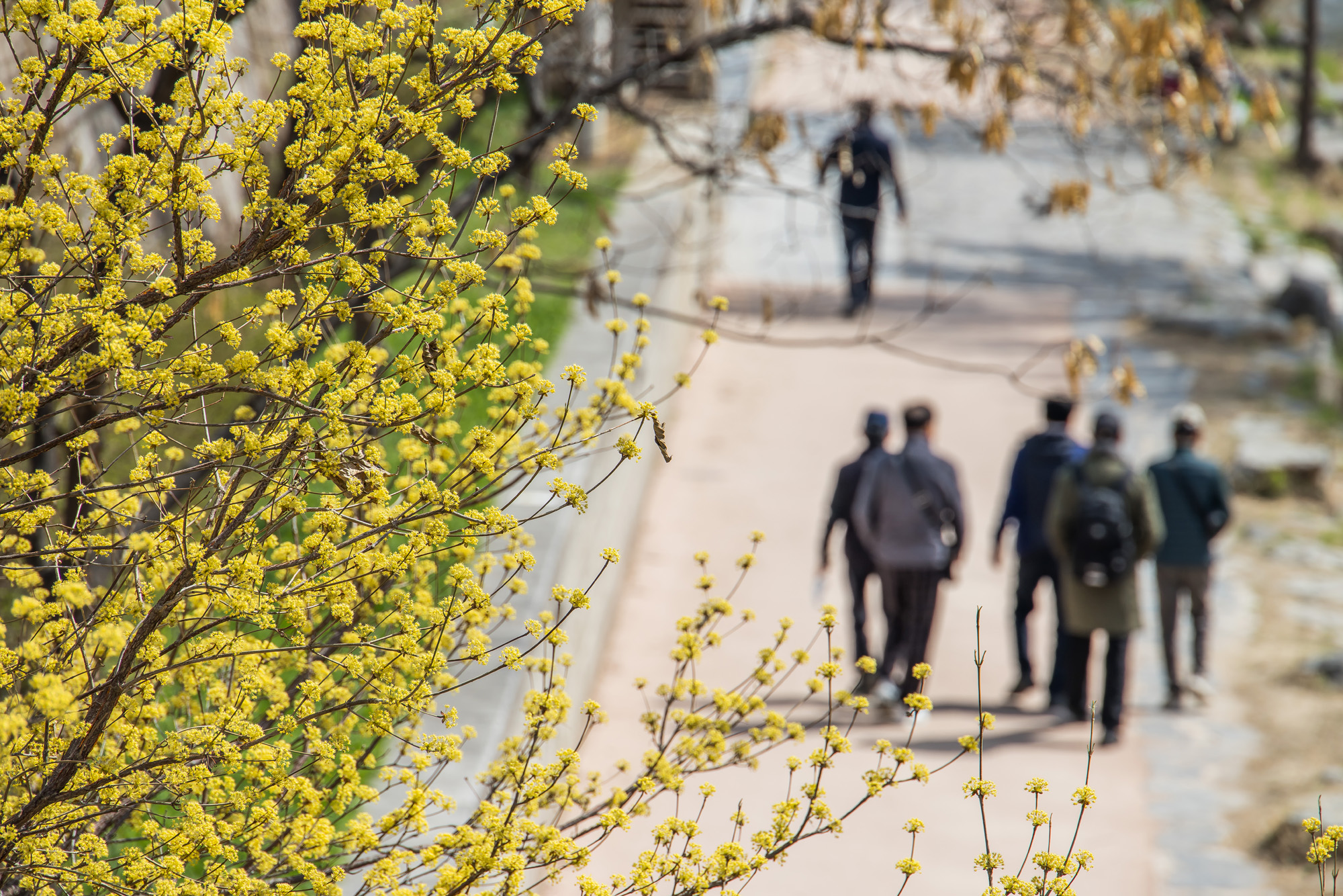 사회;산수유스케치;계절스케치;봄스케치;청계천봄꽃스케치;청계천산수유스케치