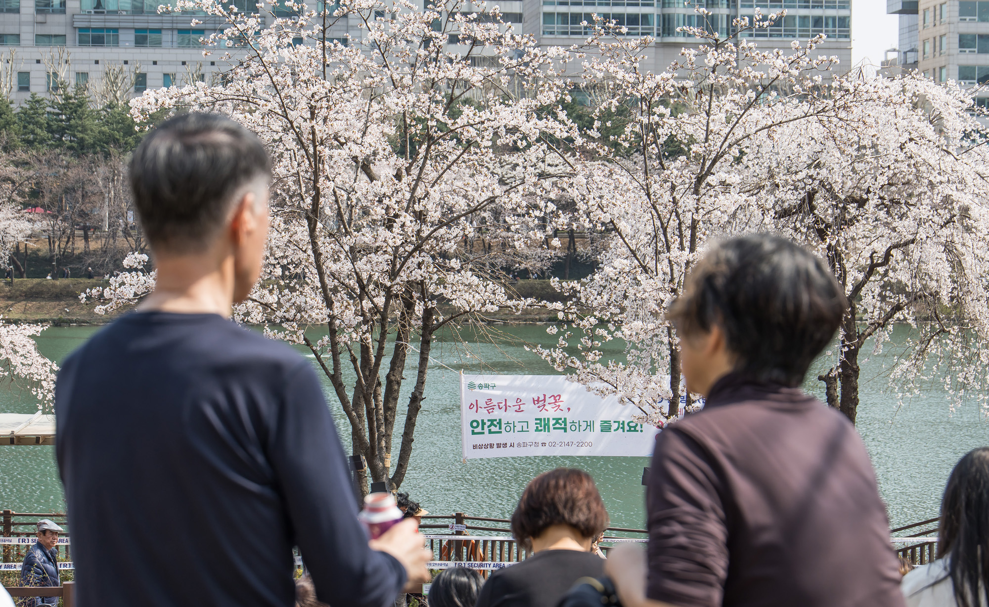 사회;세태;봄스케치;계절스케치;벚꽃스케치;석촌호수벚꽃