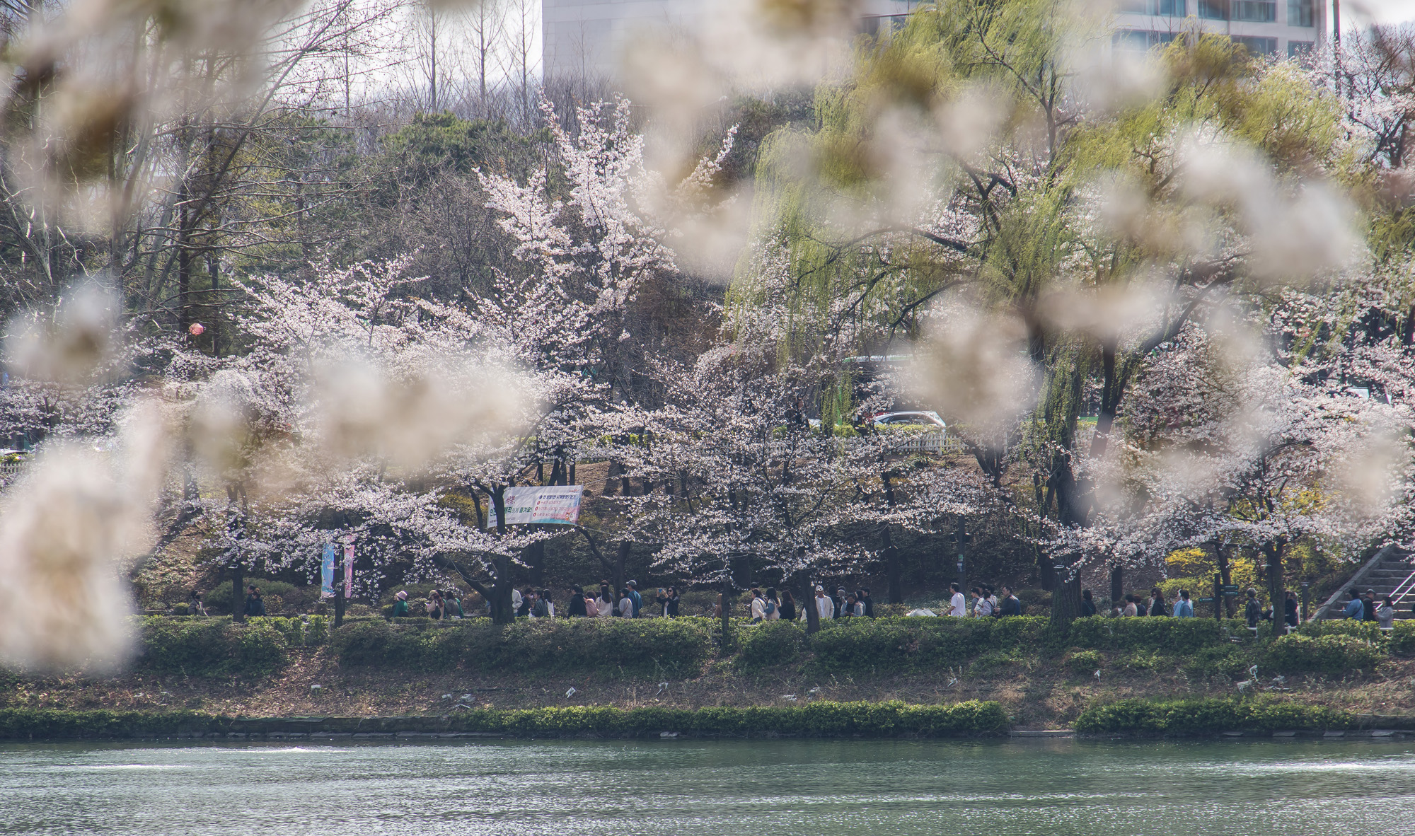 사회;세태;봄스케치;계절스케치;벚꽃스케치;석촌호수벚꽃
