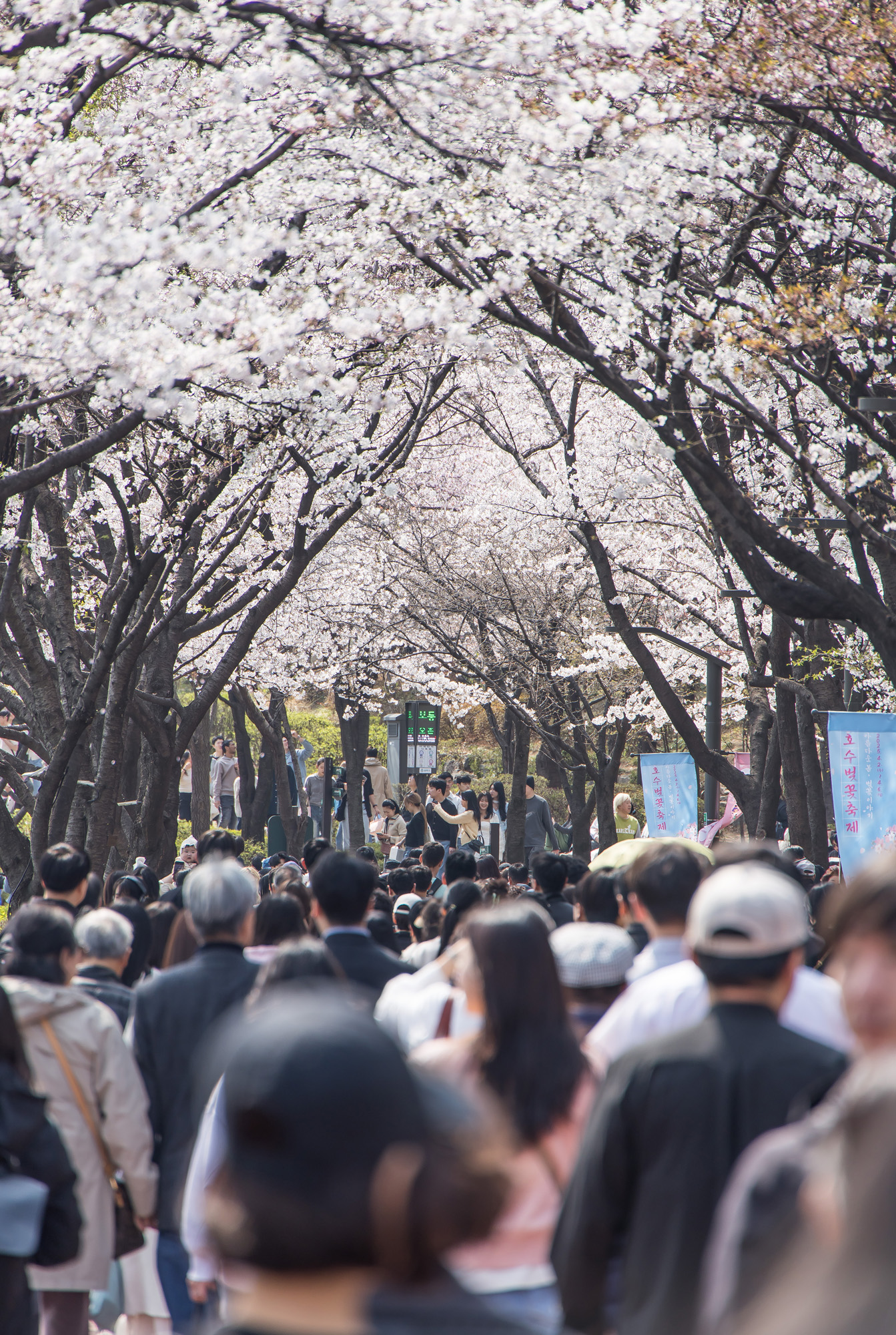 사회;세태;봄스케치;계절스케치;벚꽃스케치;석촌호수벚꽃