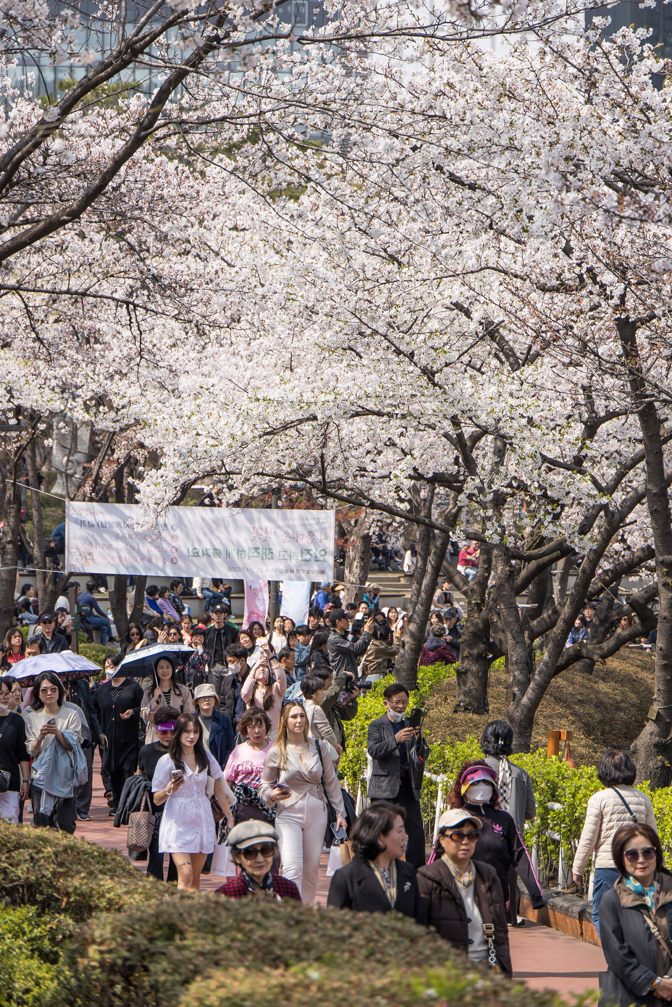 사회;세태;봄스케치;계절스케치;벚꽃스케치;석촌호수벚꽃