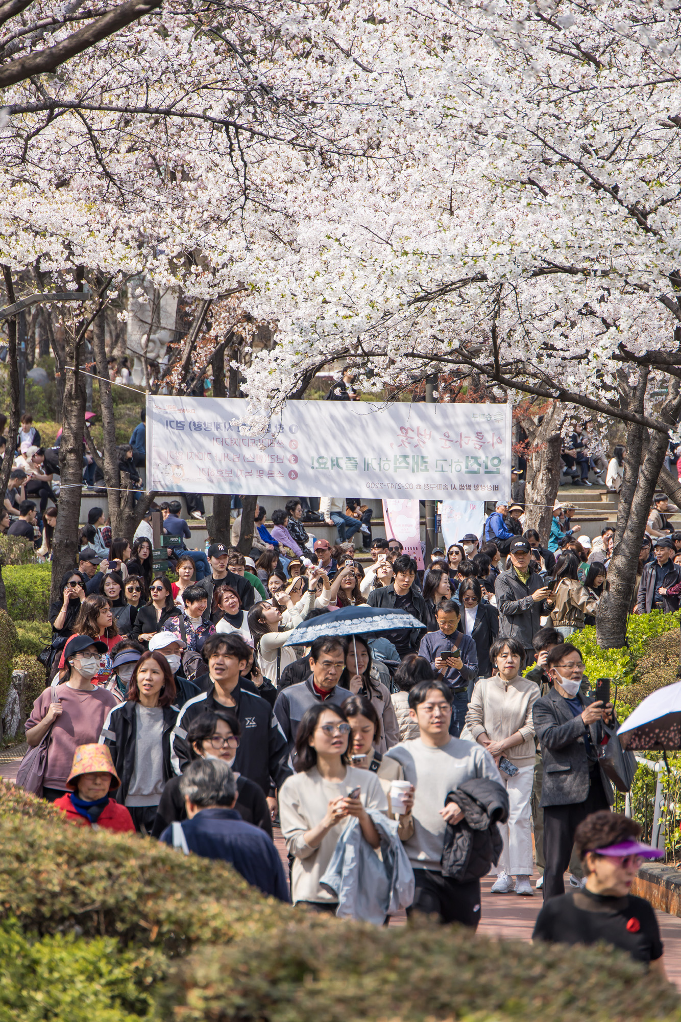 사회;세태;봄스케치;계절스케치;벚꽃스케치;석촌호수벚꽃