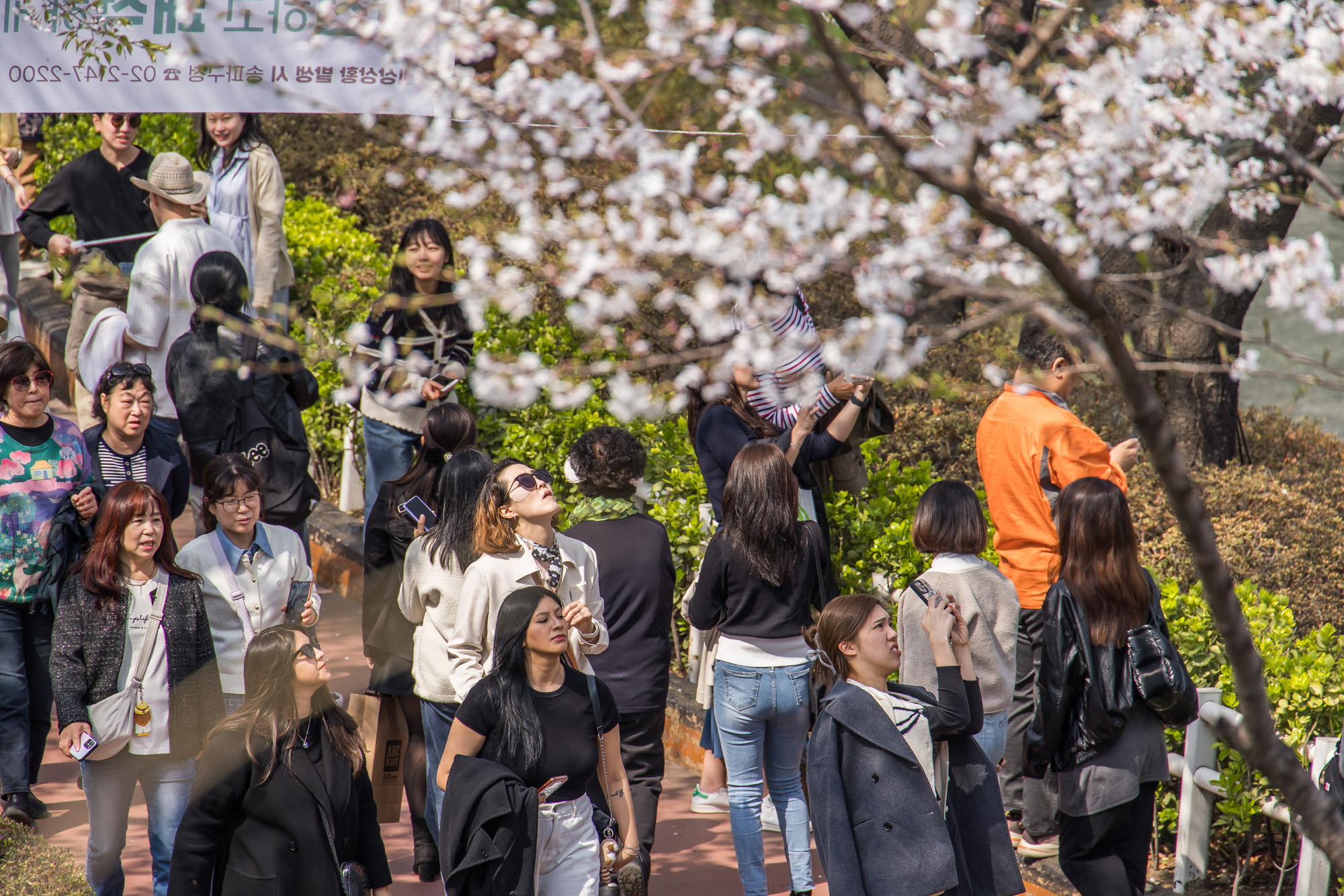 사회;세태;봄스케치;계절스케치;벚꽃스케치;석촌호수벚꽃