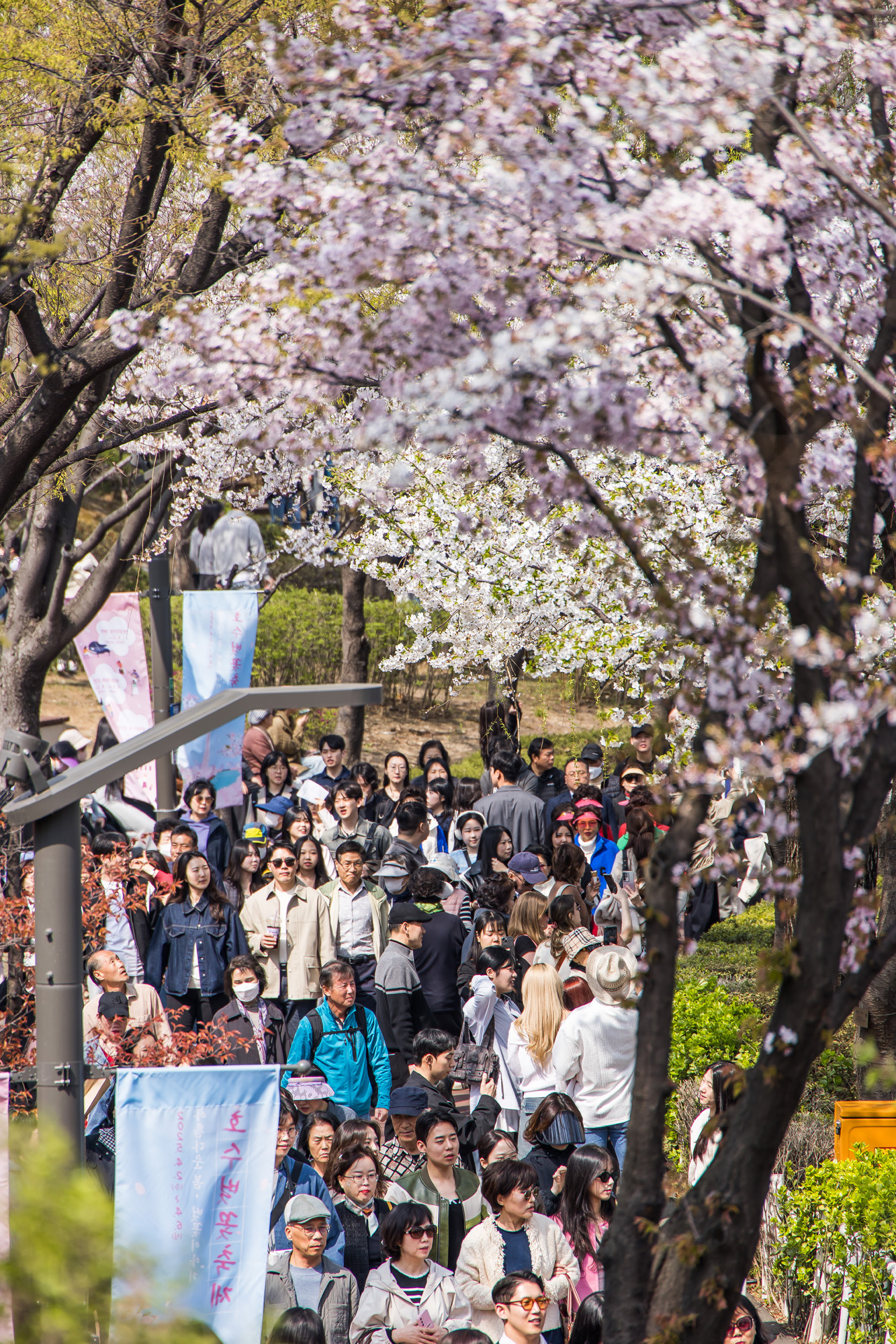 사회;세태;봄스케치;계절스케치;벚꽃스케치;석촌호수벚꽃