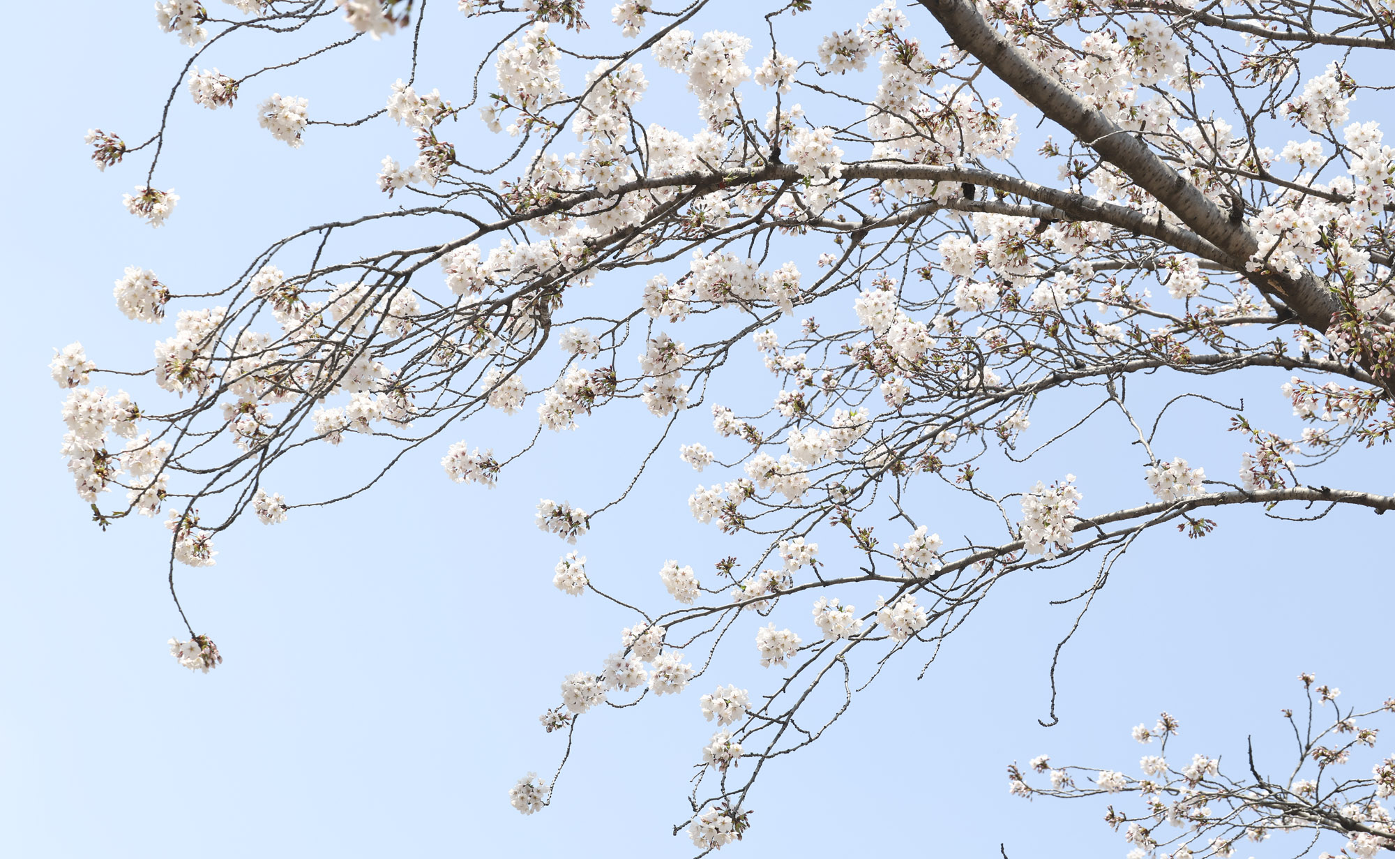 여의도;여의도벚꽃