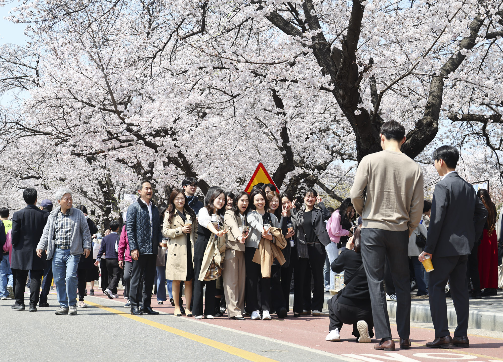 여의도;여의도벚꽃