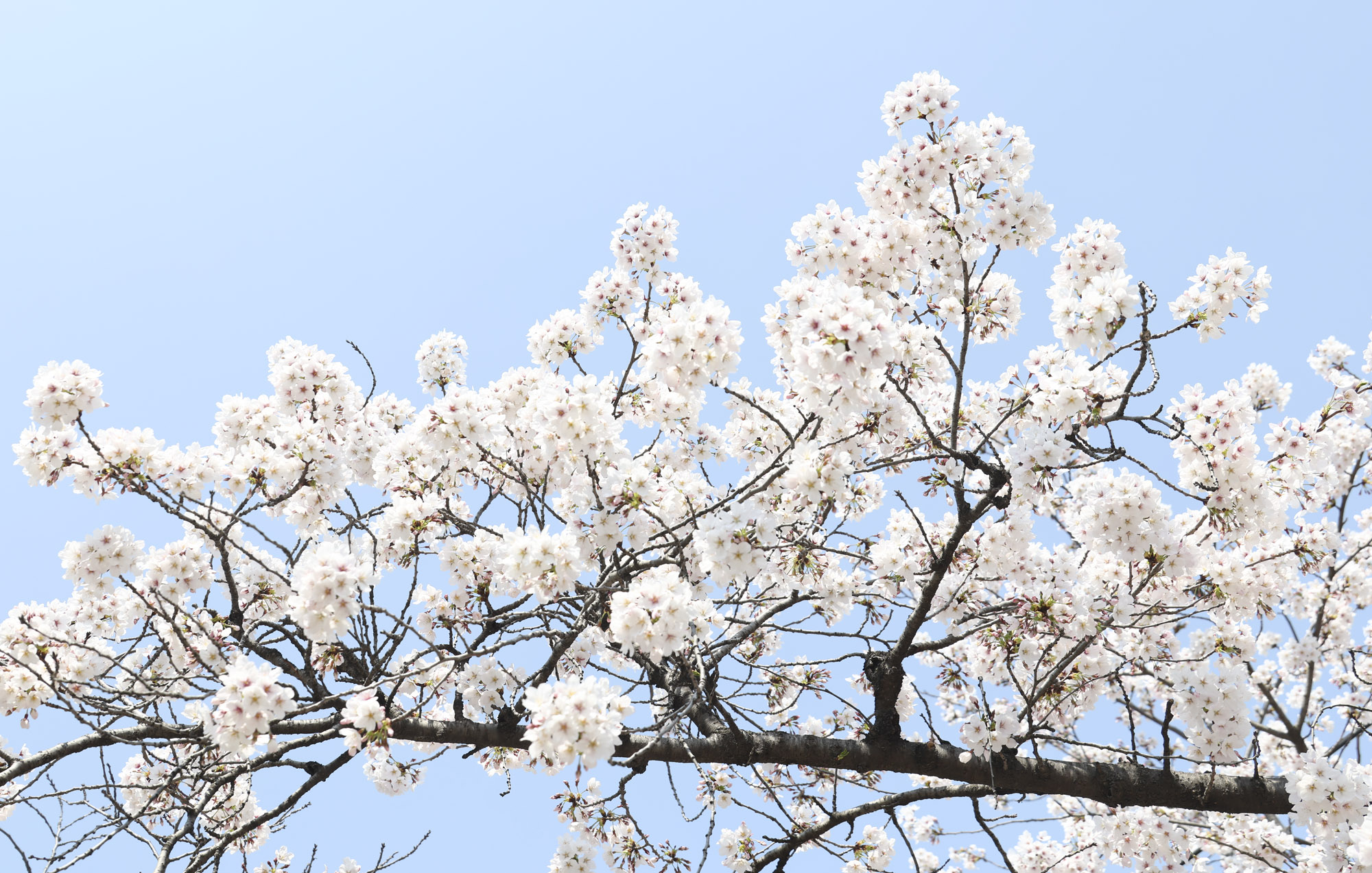 여의도;여의도벚꽃