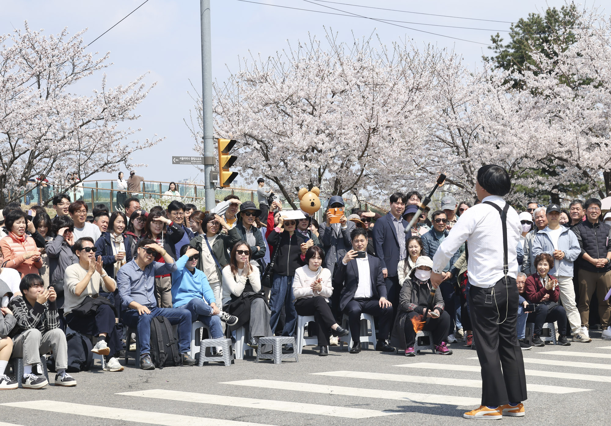 여의도;여의도벚꽃