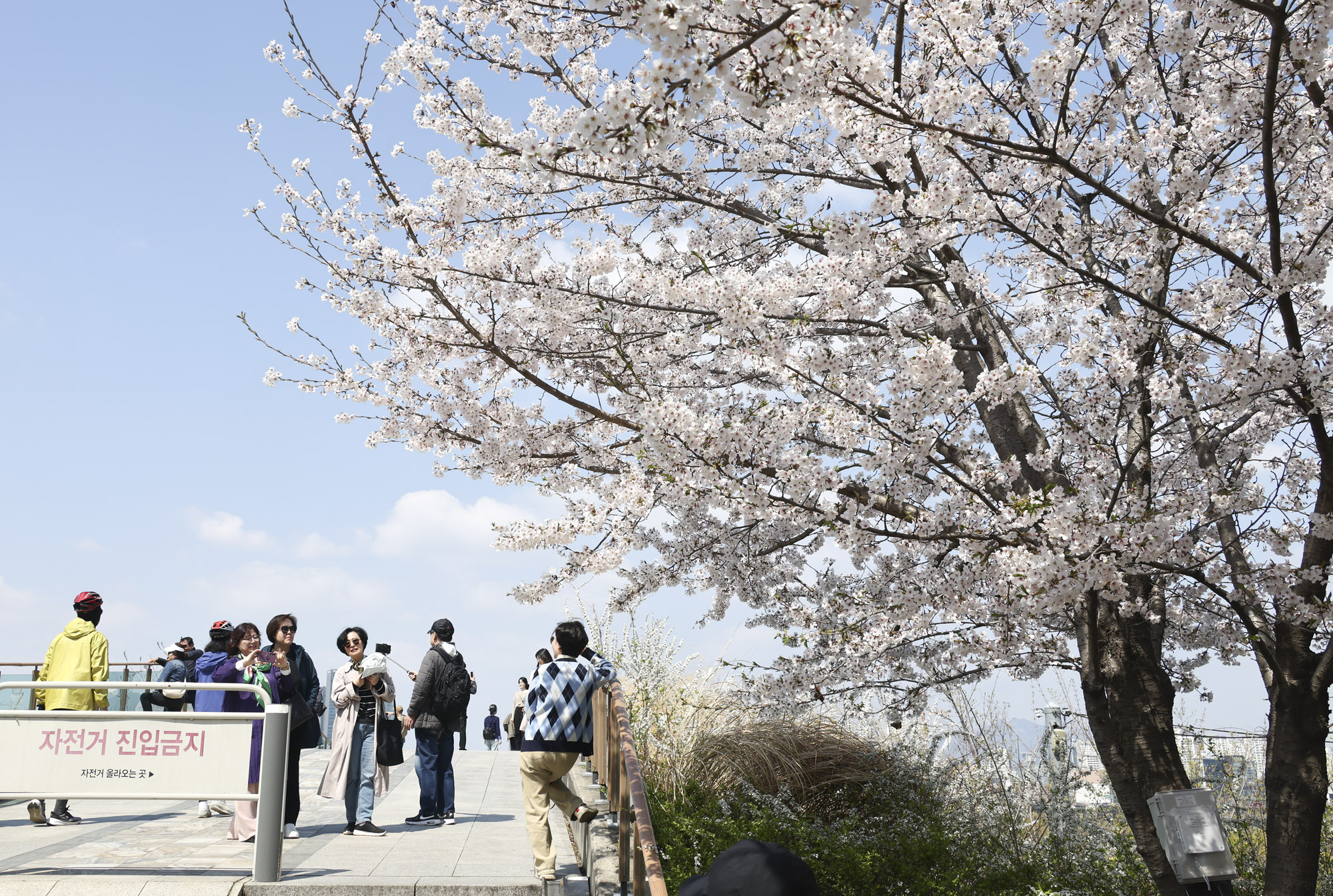 여의도;여의도벚꽃