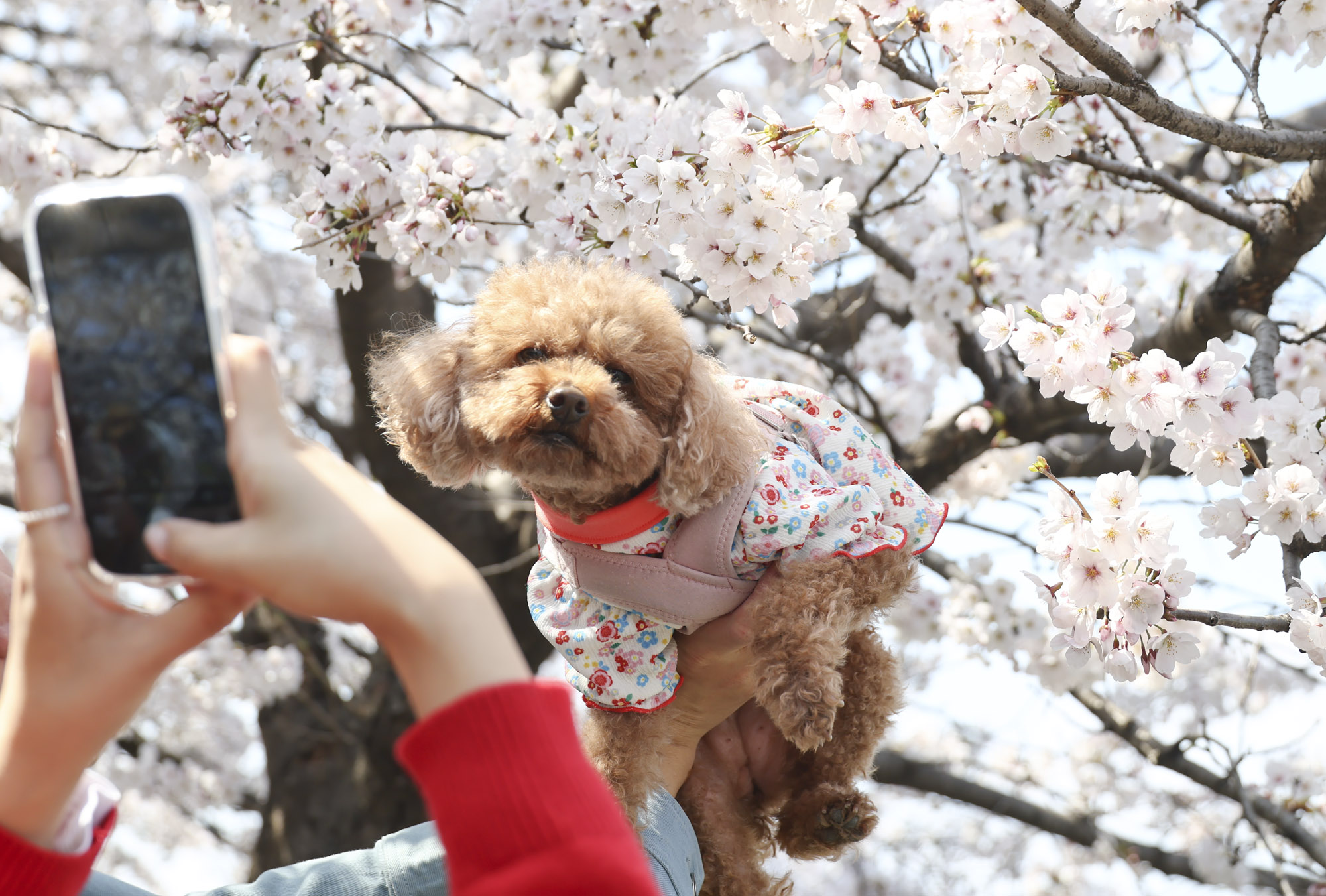 여의도;여의도벚꽃