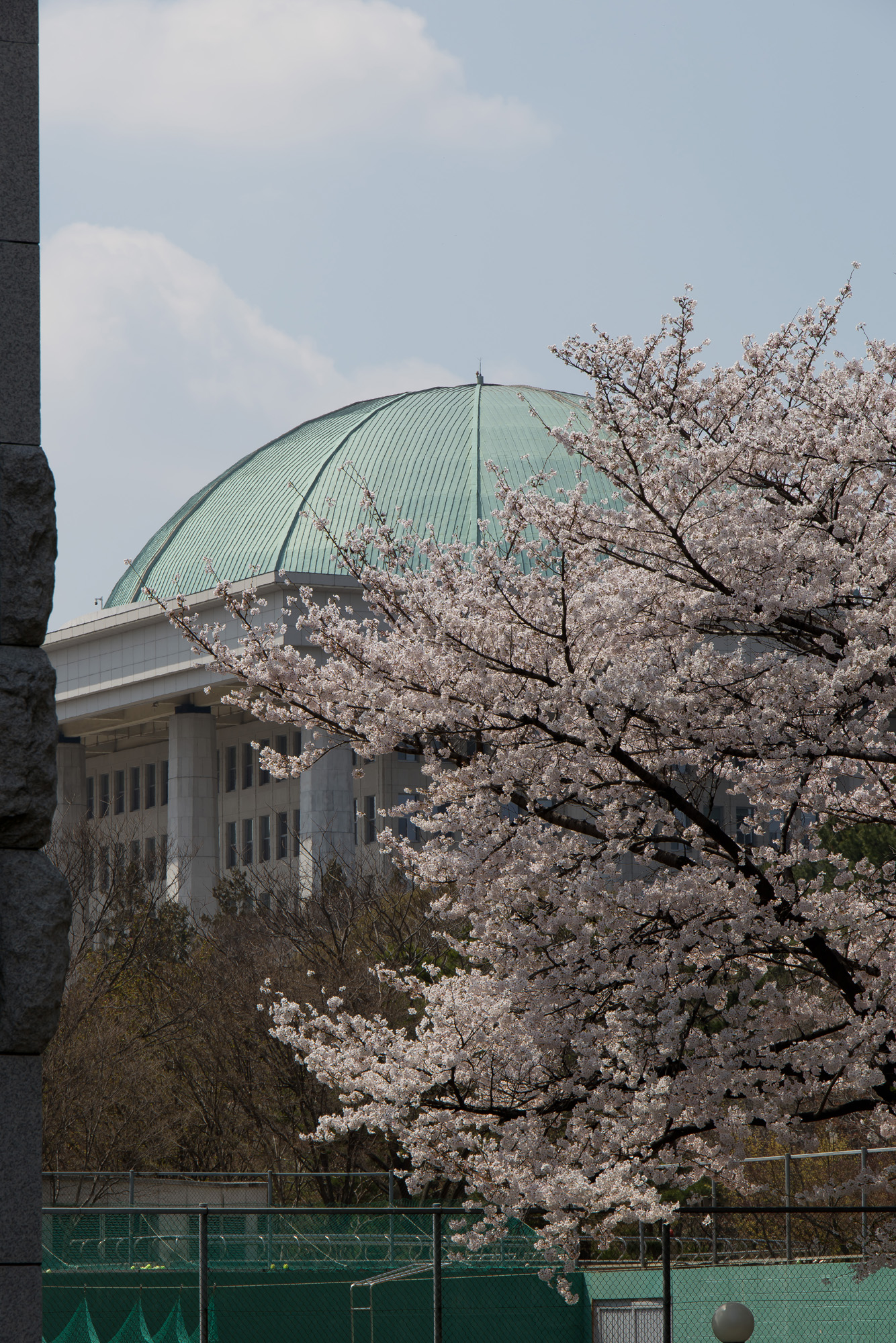 정치;사회;벚꽃;국회