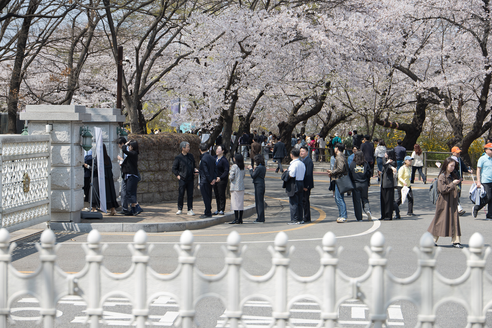 정치;사회;벚꽃;국회
