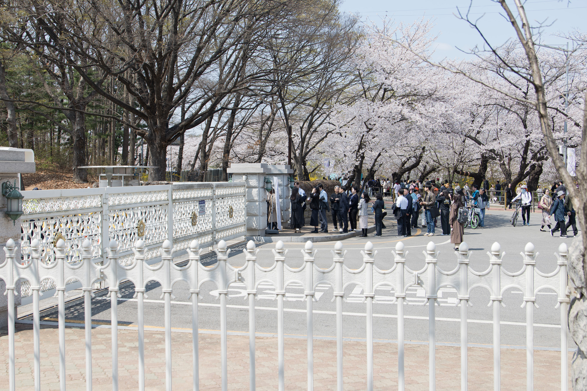 정치;사회;벚꽃;국회