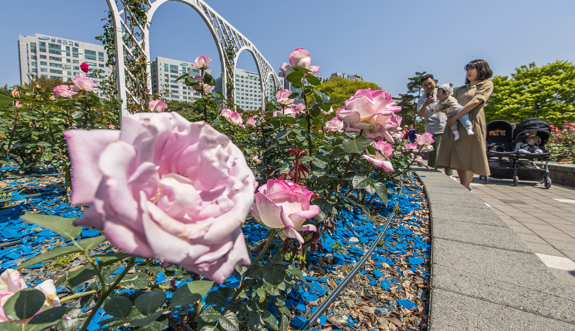 사회;꽃박람회;고양국제꽃박람회;일산호수공원;2025고양꽃박람회;꽃축제;봄축제