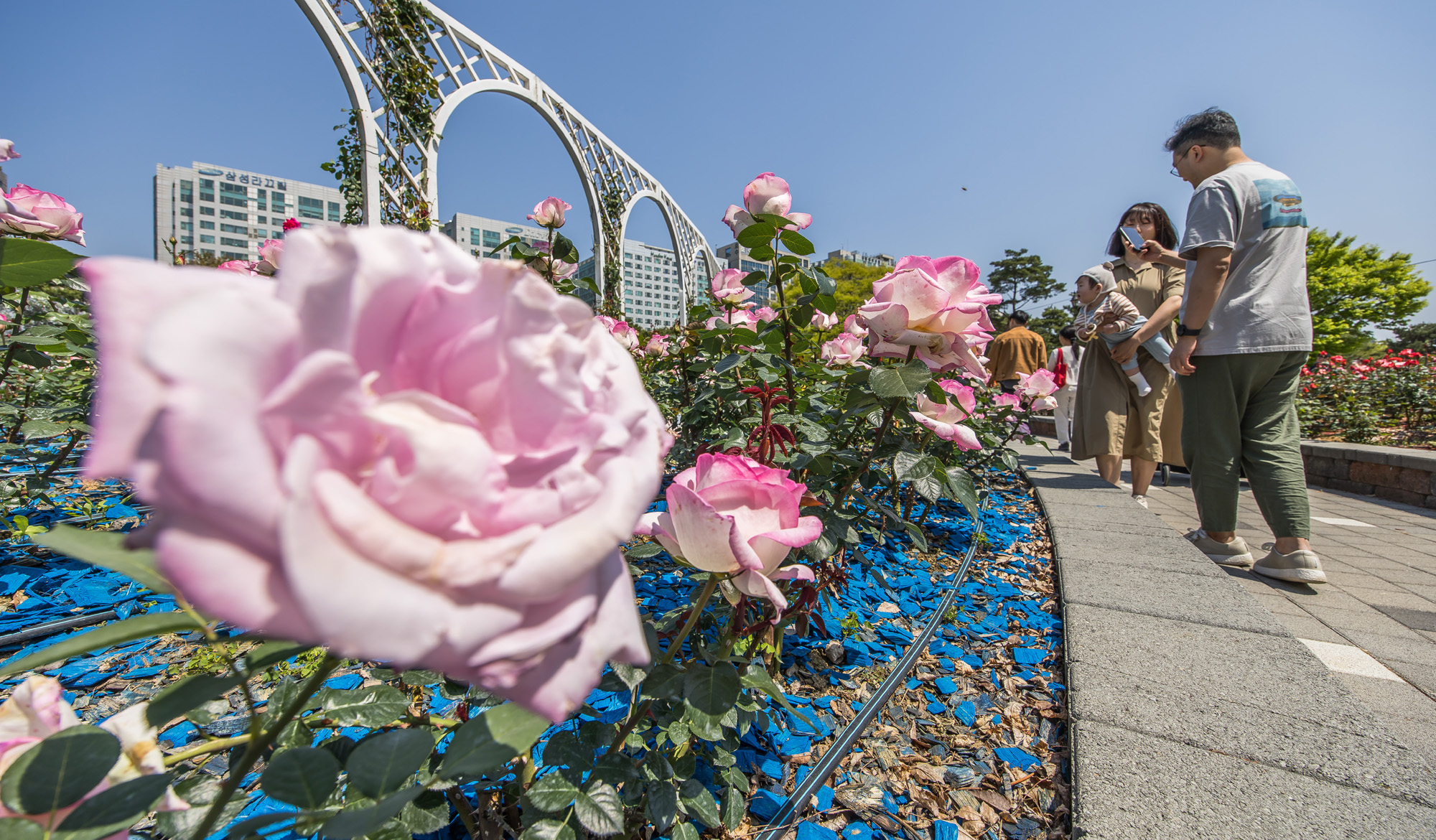 사회;꽃박람회;고양국제꽃박람회;일산호수공원;2025고양꽃박람회;꽃축제;봄축제