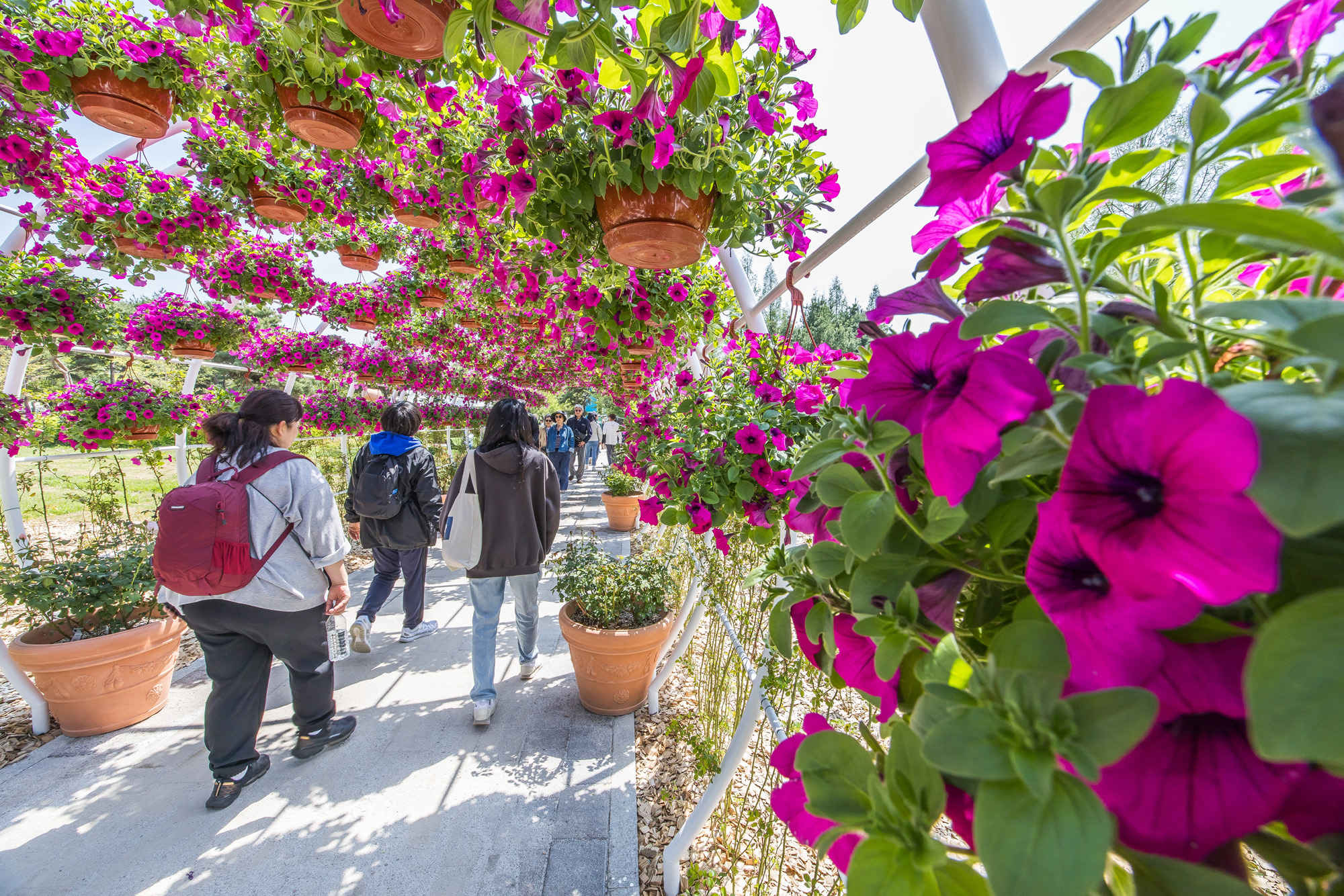 사회;꽃박람회;고양국제꽃박람회;일산호수공원;2025고양꽃박람회;꽃축제;봄축제