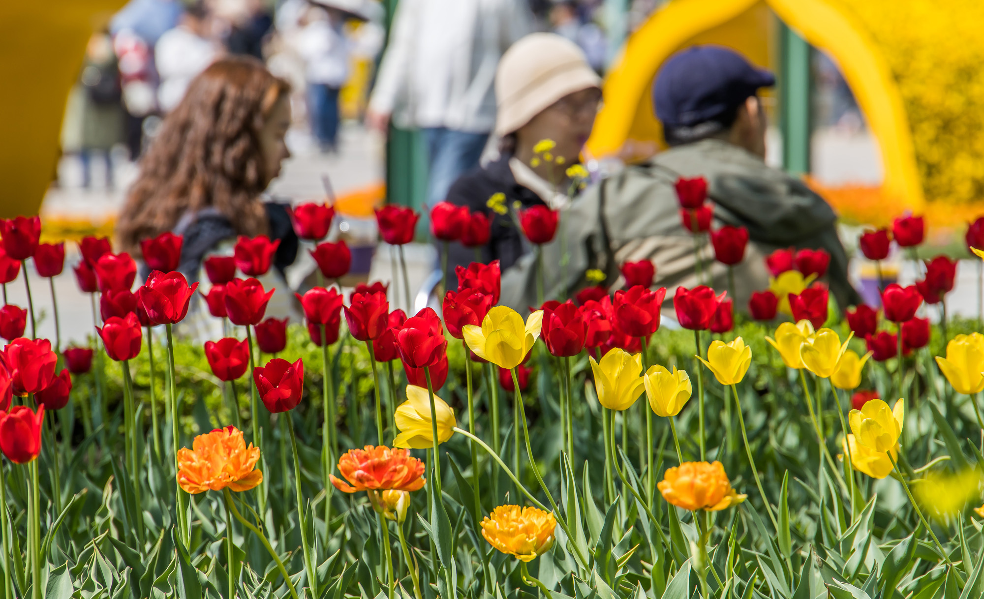 사회;꽃박람회;고양국제꽃박람회;일산호수공원;2025고양꽃박람회;꽃축제;봄축제