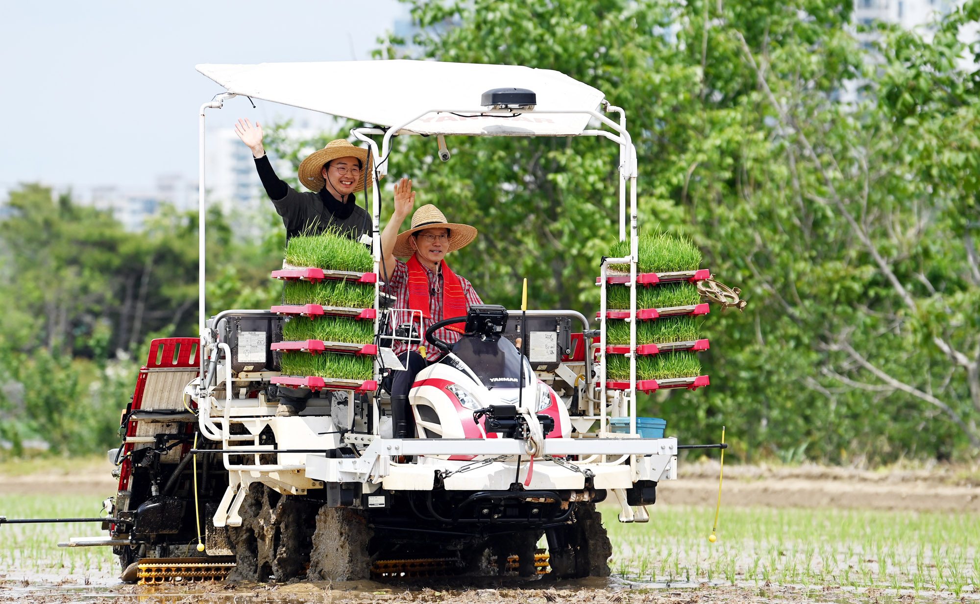 김문수;김문수모내기;김문수청년농업인