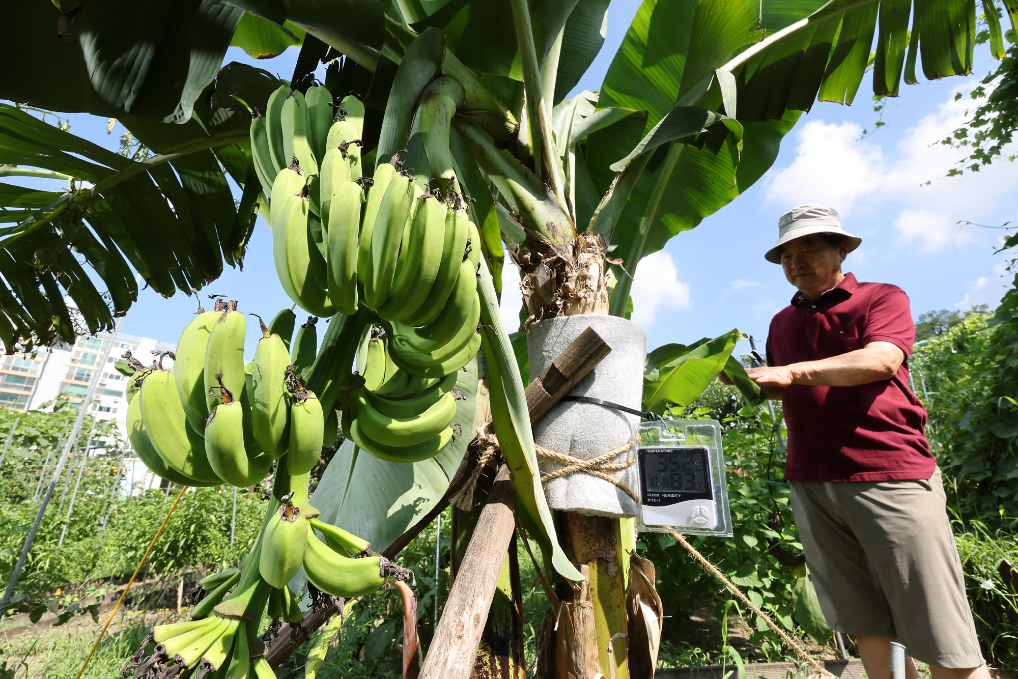 서울 도심 바나나 폭염 열대