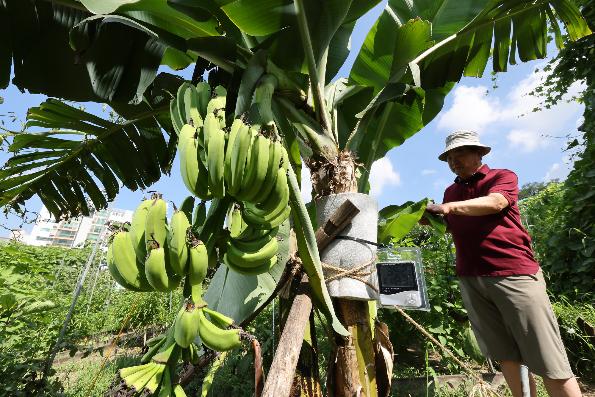 서울 도심 바나나 폭염 열대