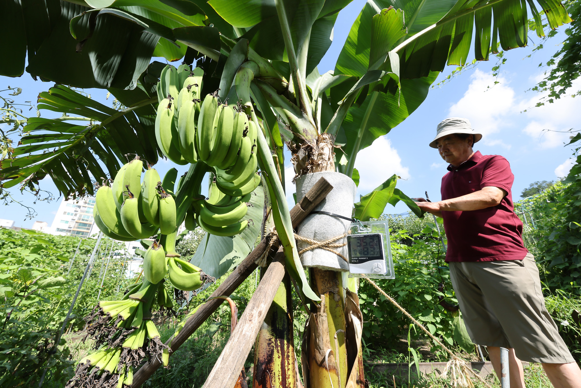 서울 도심 바나나 폭염 열대