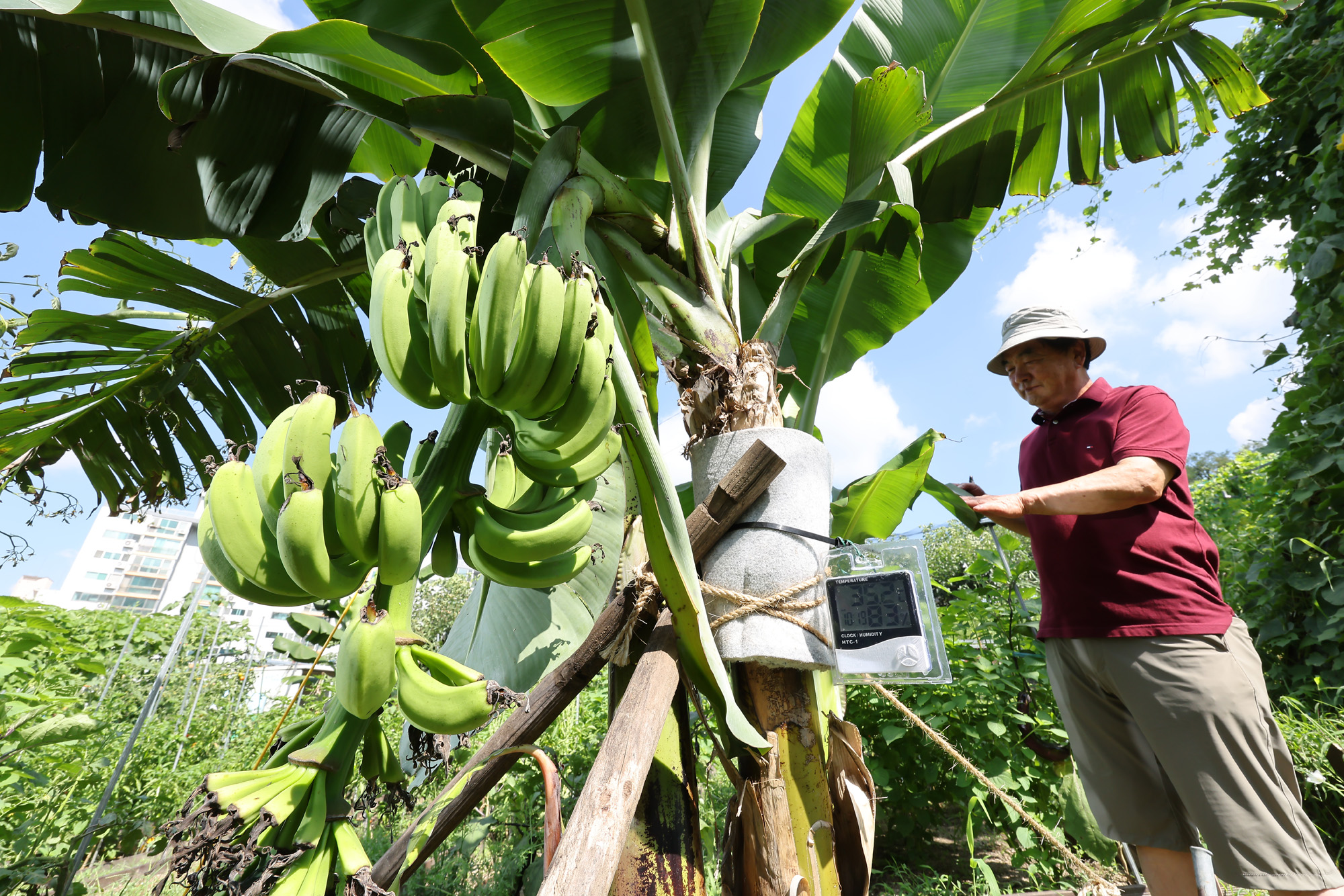 서울 도심 바나나 폭염 열대