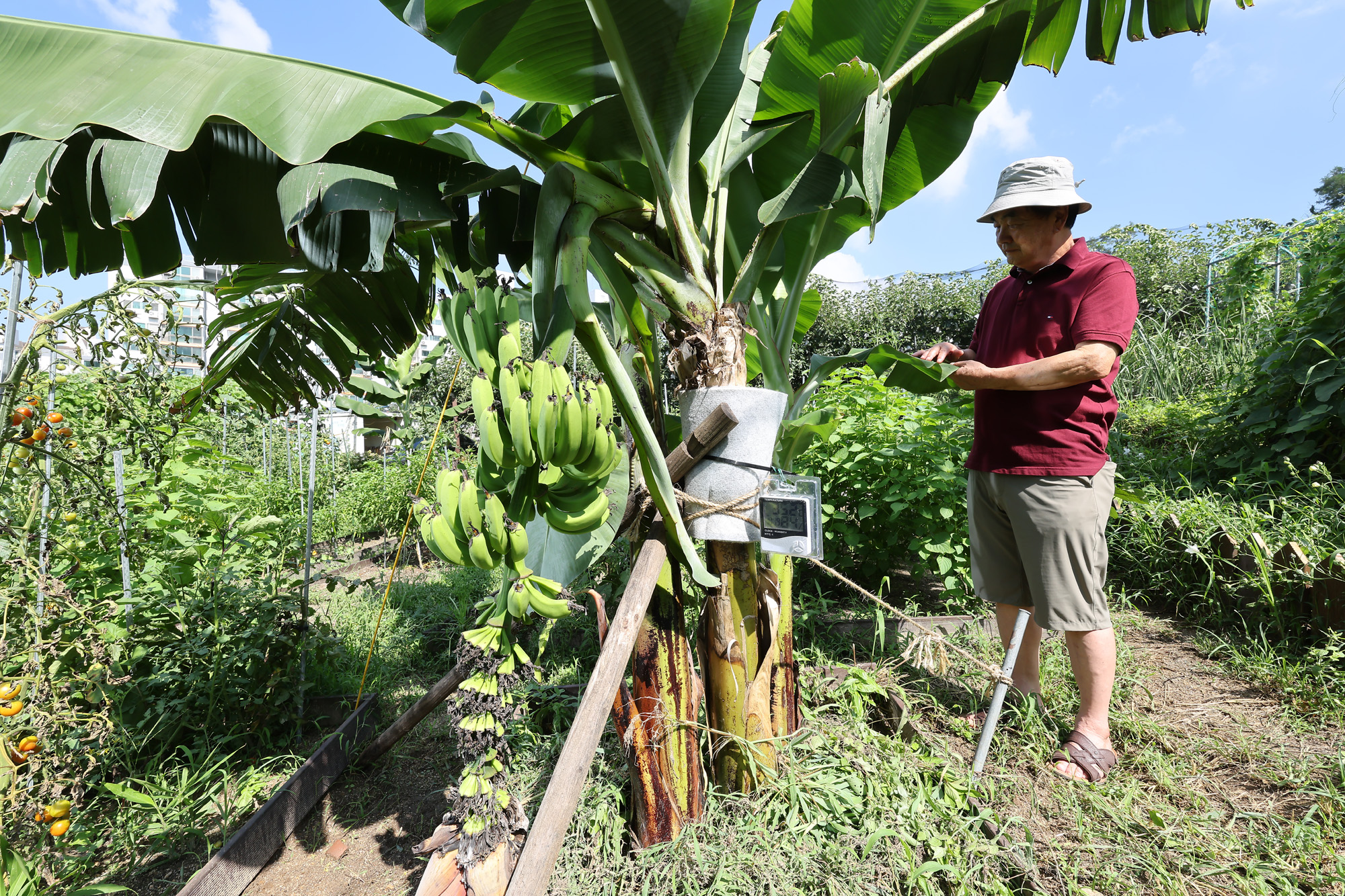 서울 도심 바나나 폭염 열대