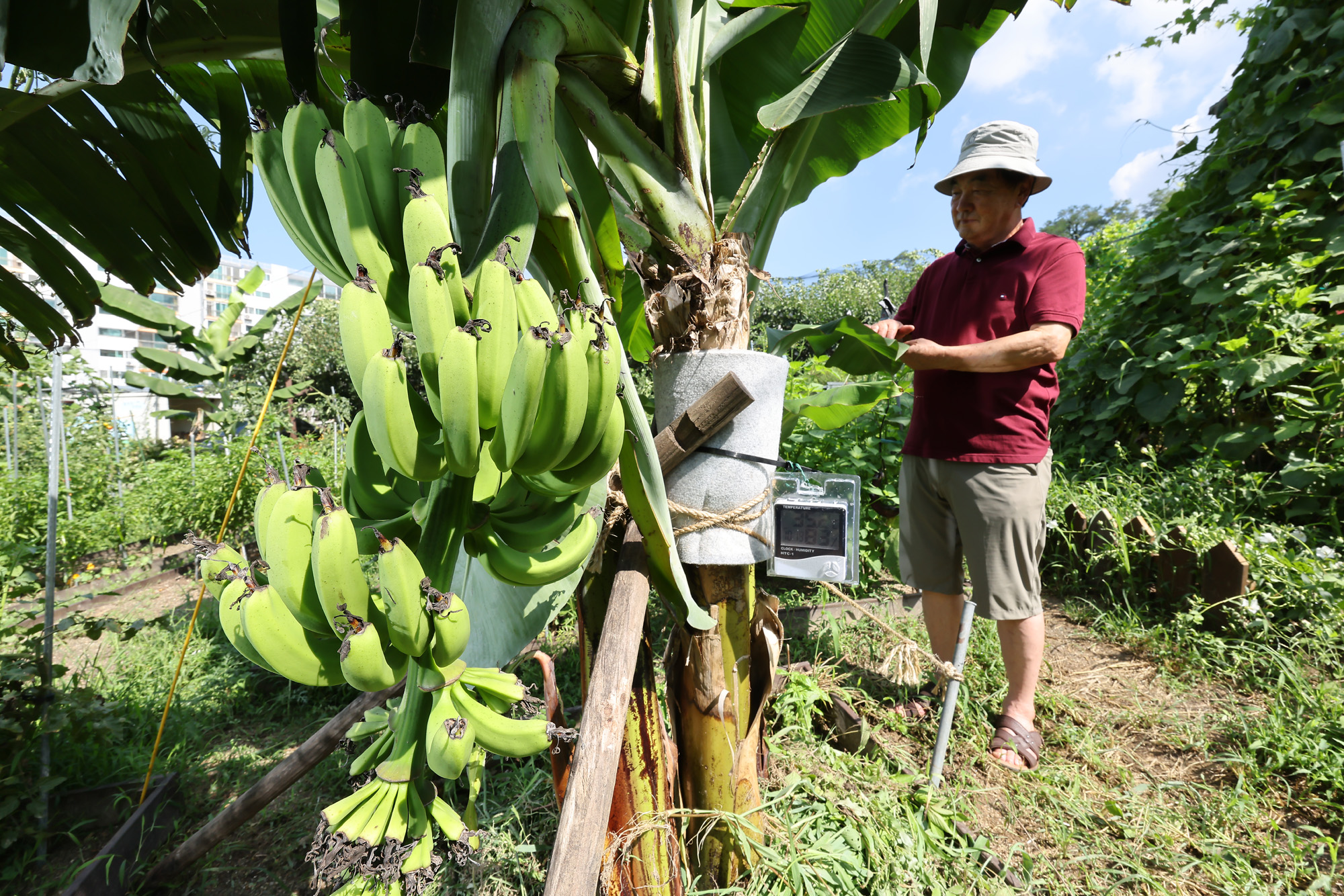 서울 도심 바나나 폭염 열대