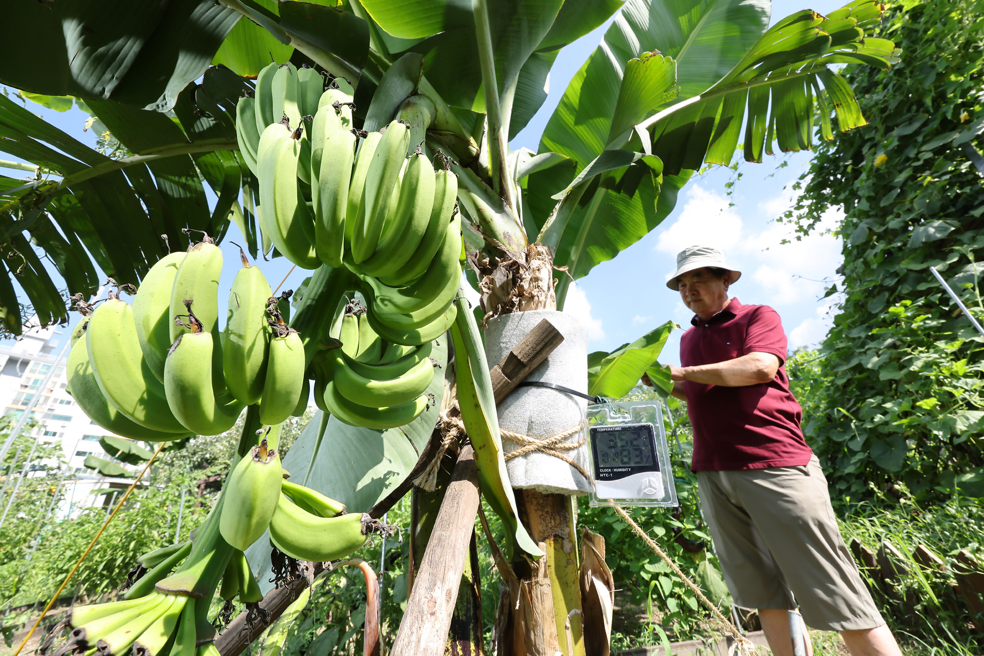 서울 도심 바나나 폭염 열대