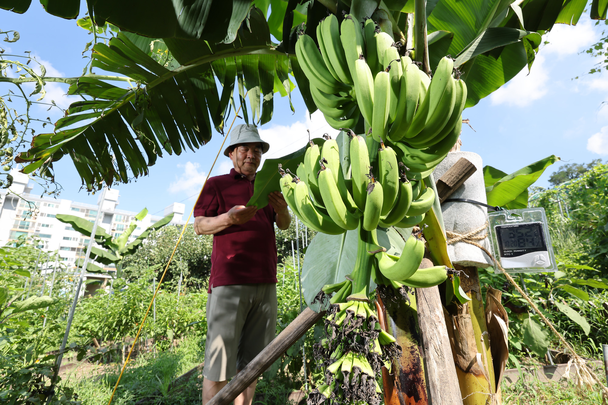 서울 도심 바나나 폭염 열대