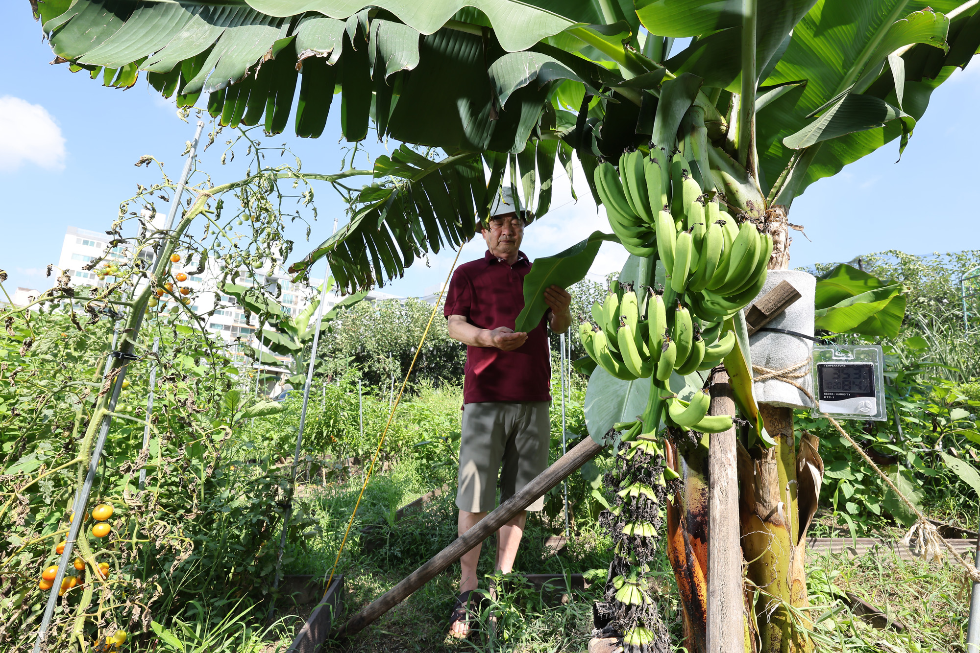 서울 도심 바나나 폭염 열대