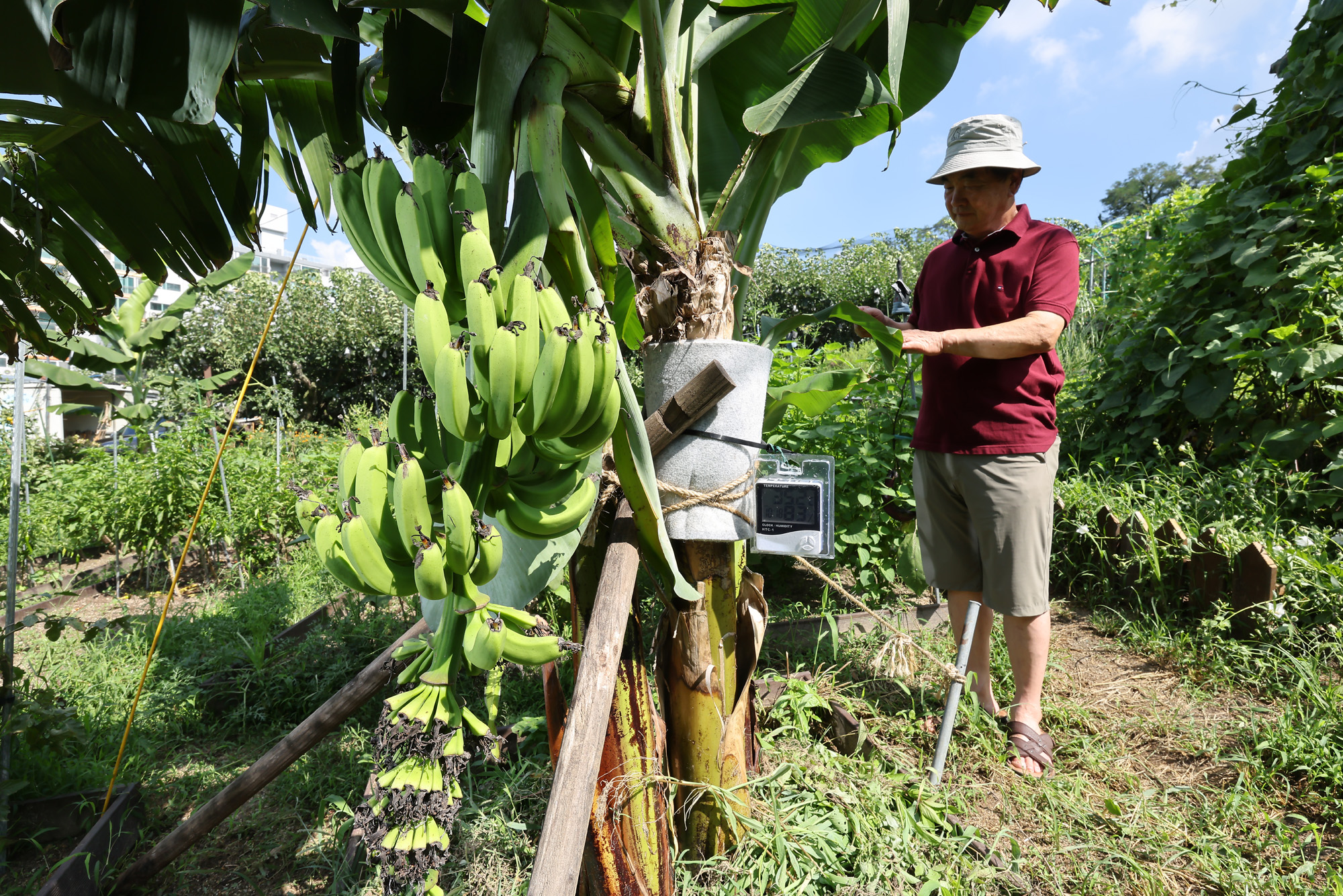 서울 도심 바나나 폭염 열대