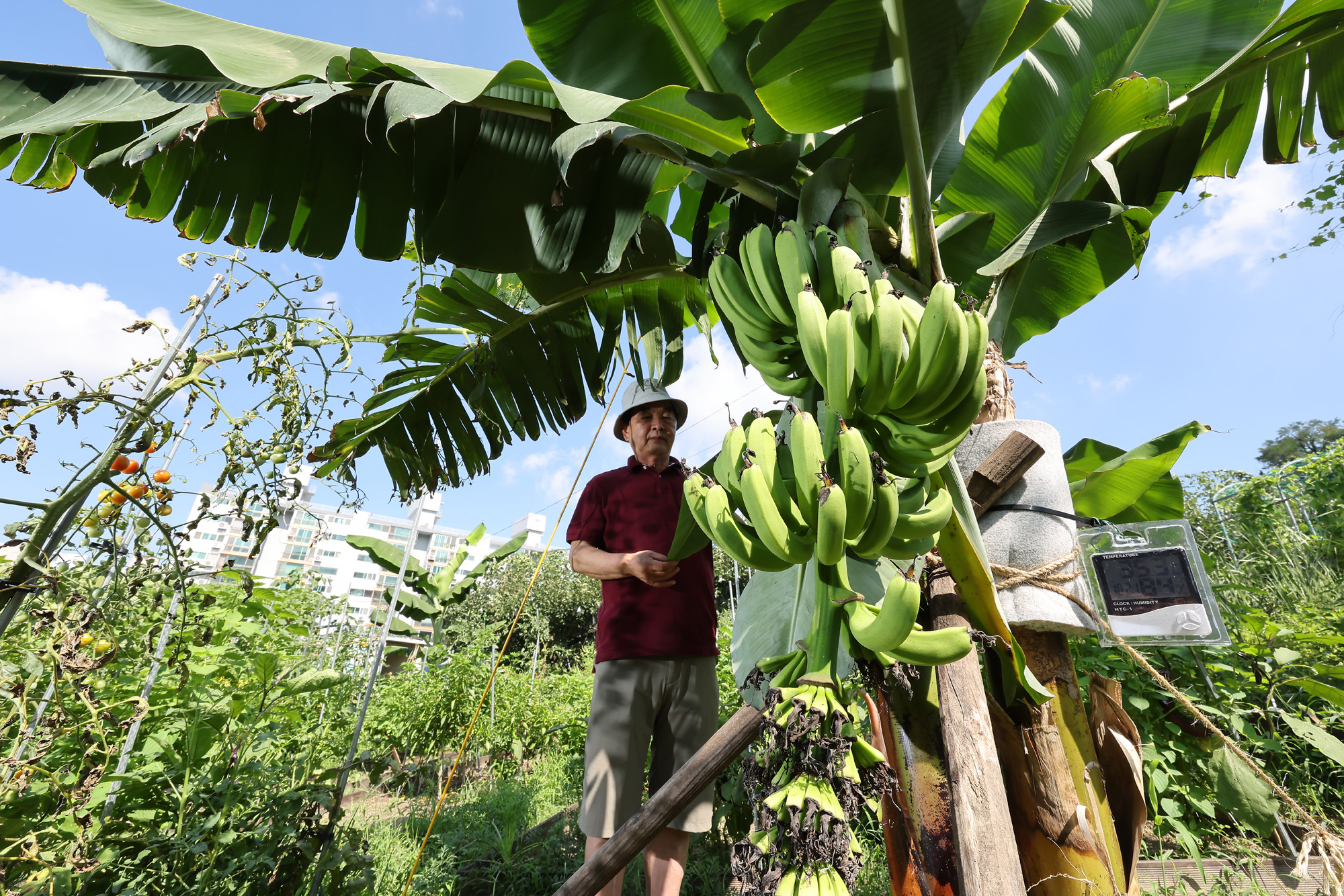서울 도심 바나나 폭염 열대