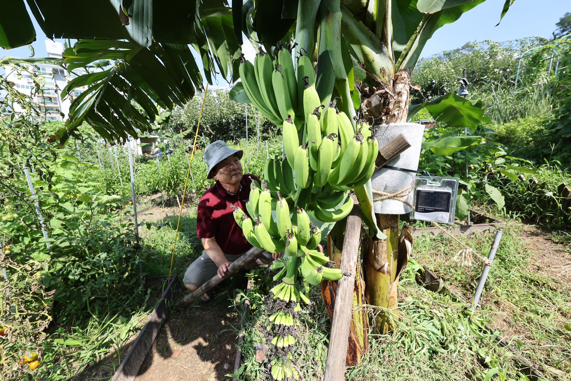 서울 도심 바나나 폭염 열대