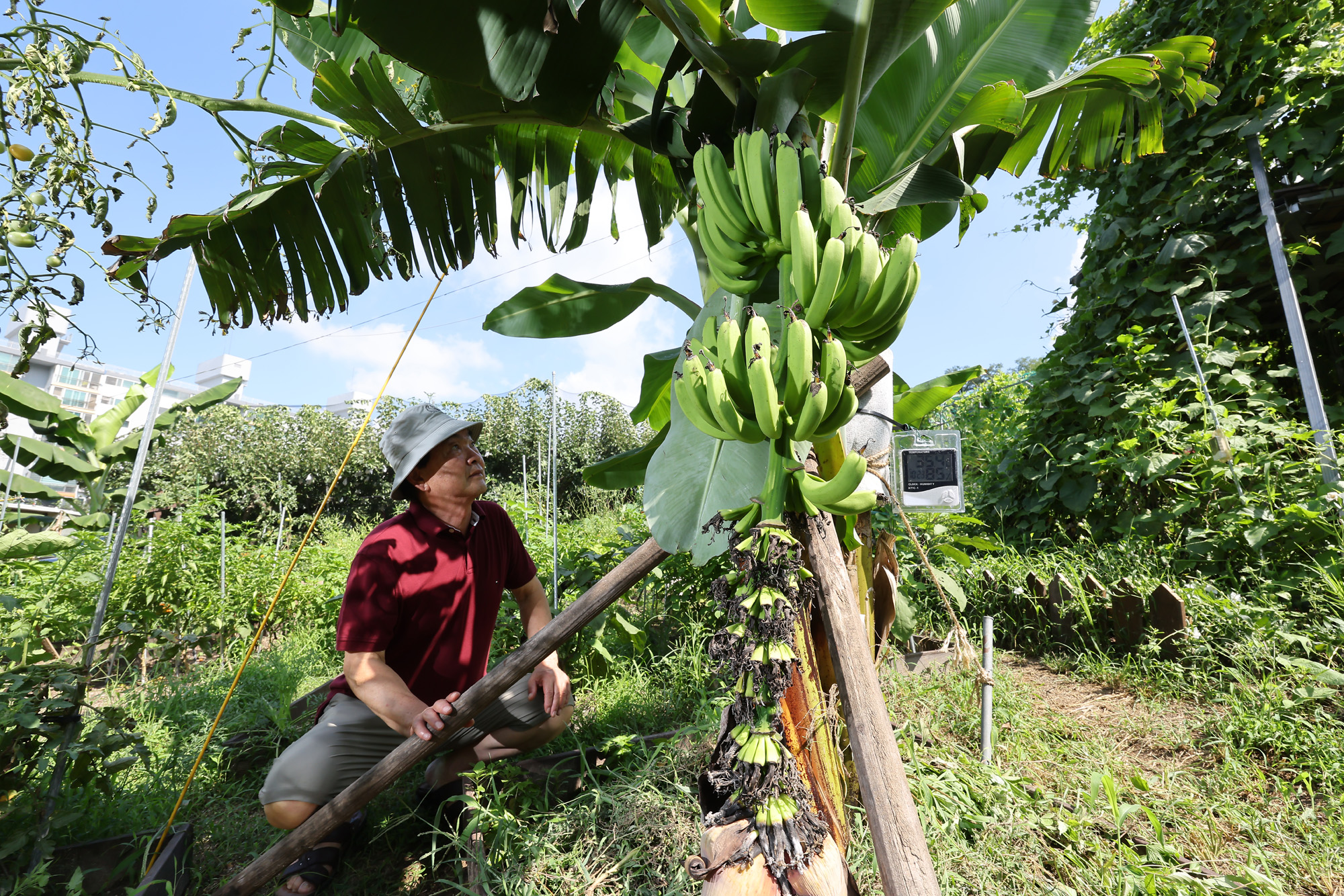 서울 도심 바나나 폭염 열대
