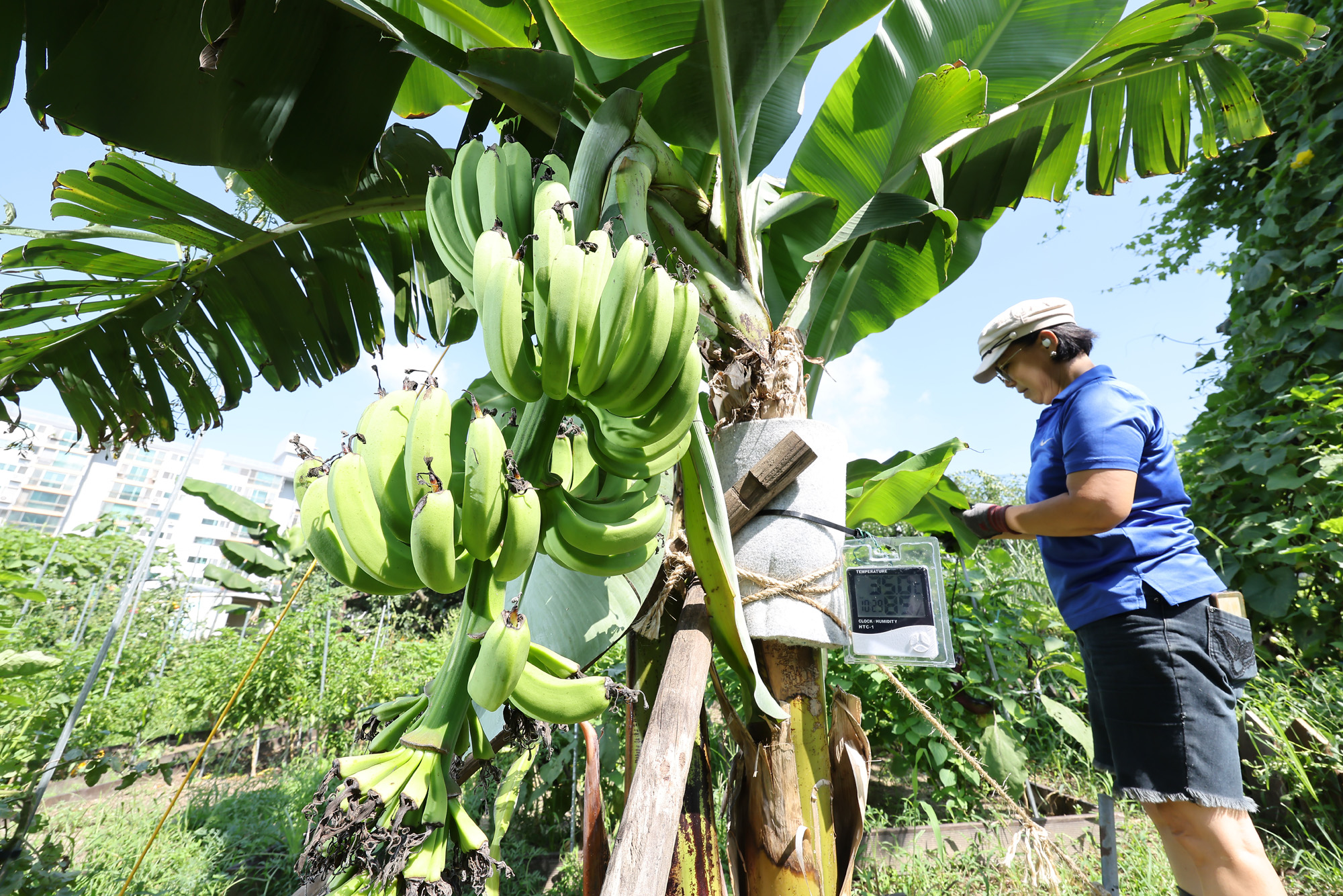 서울 도심 바나나 폭염 열대