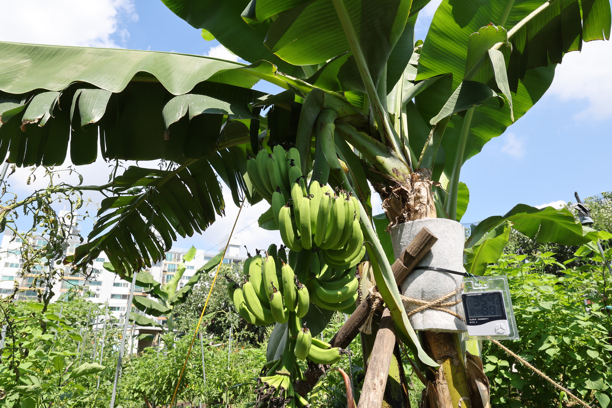 서울 도심 바나나 폭염 열대