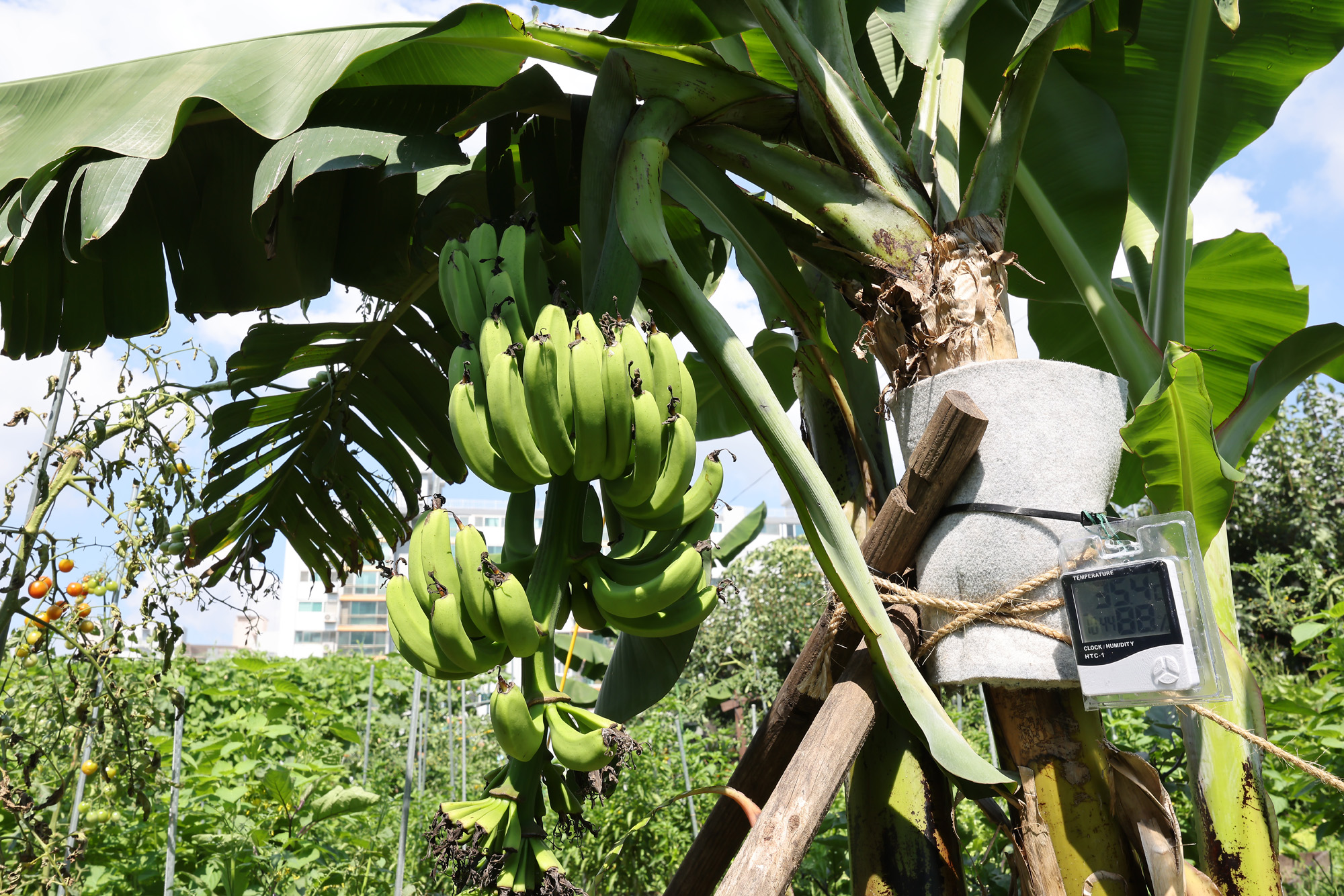 서울 도심 바나나 폭염 열대