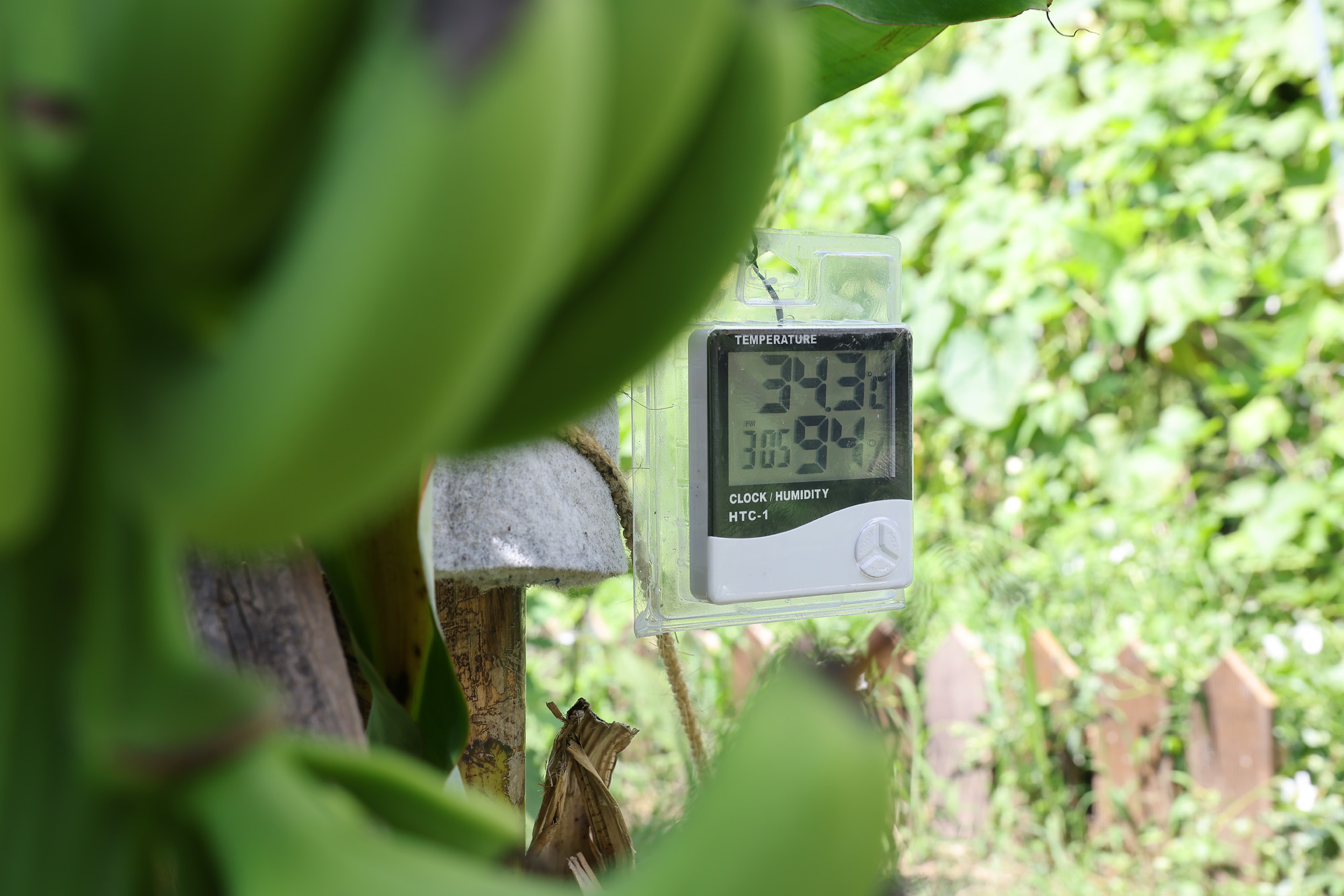 서울 도심 바나나