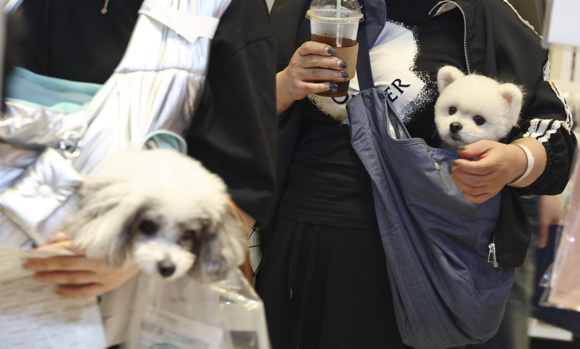 강아지;고양이;펫;애견;펫페어