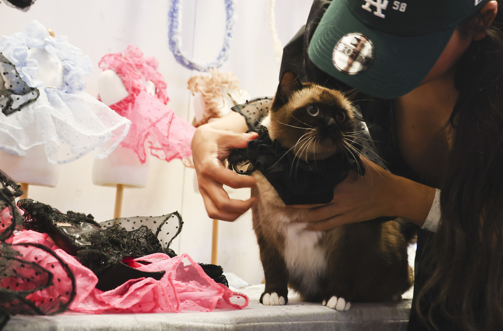 강아지;고양이;펫;애견;펫페어