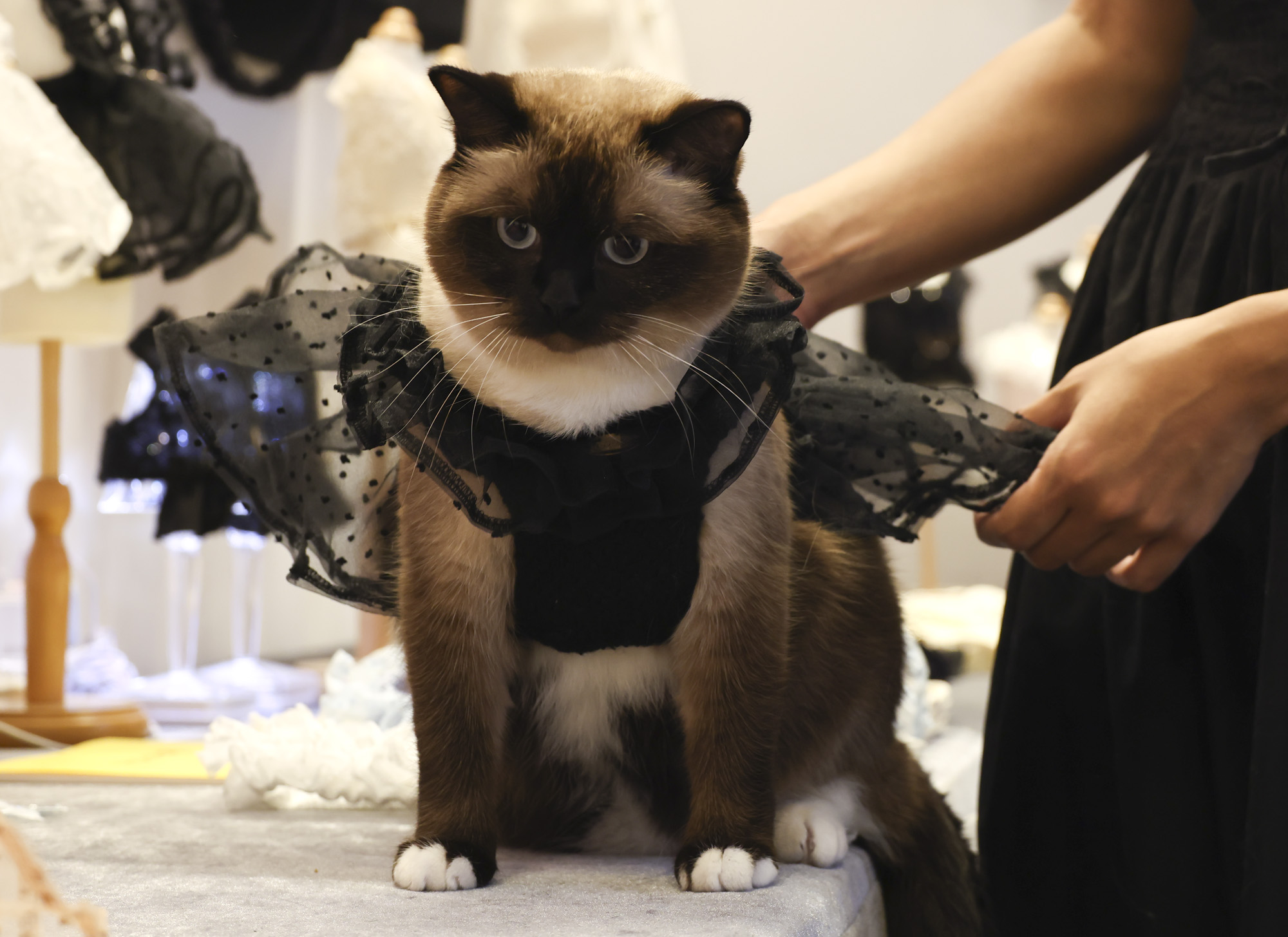 강아지;고양이;펫;애견;펫페어