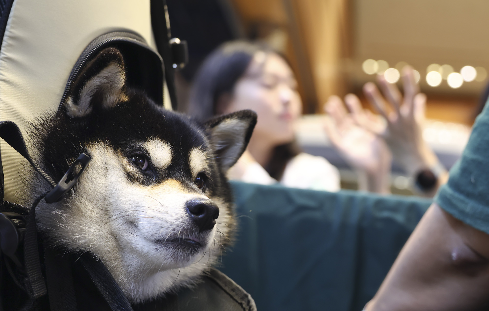 강아지;고양이;펫;애견;펫페어