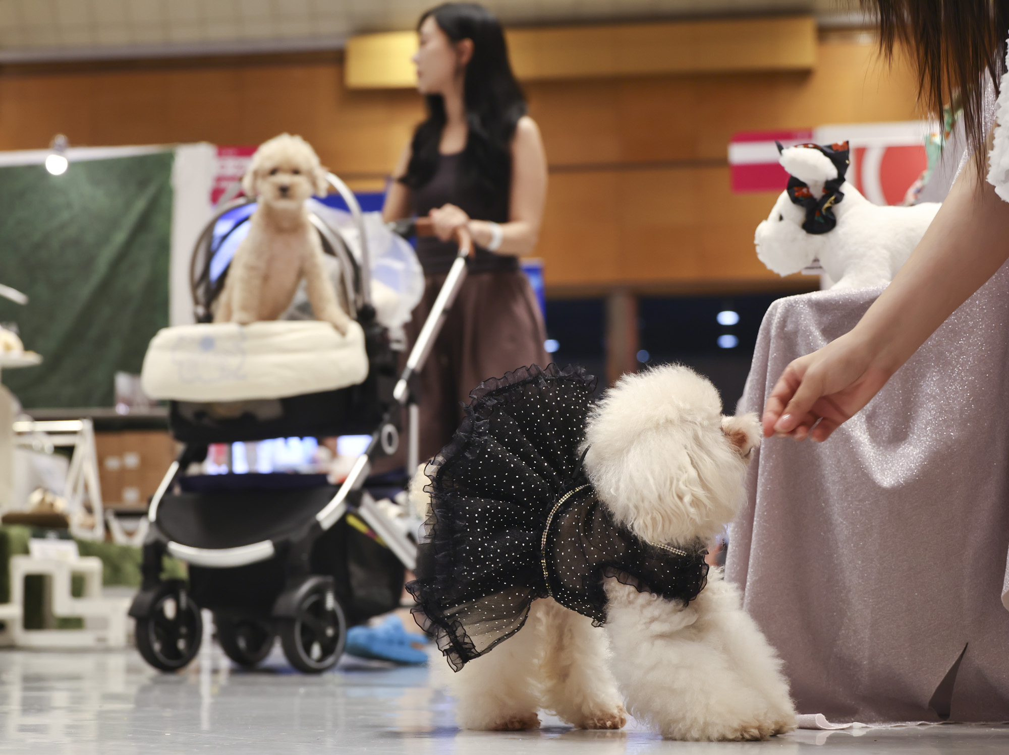 강아지;고양이;펫;애견;펫페어