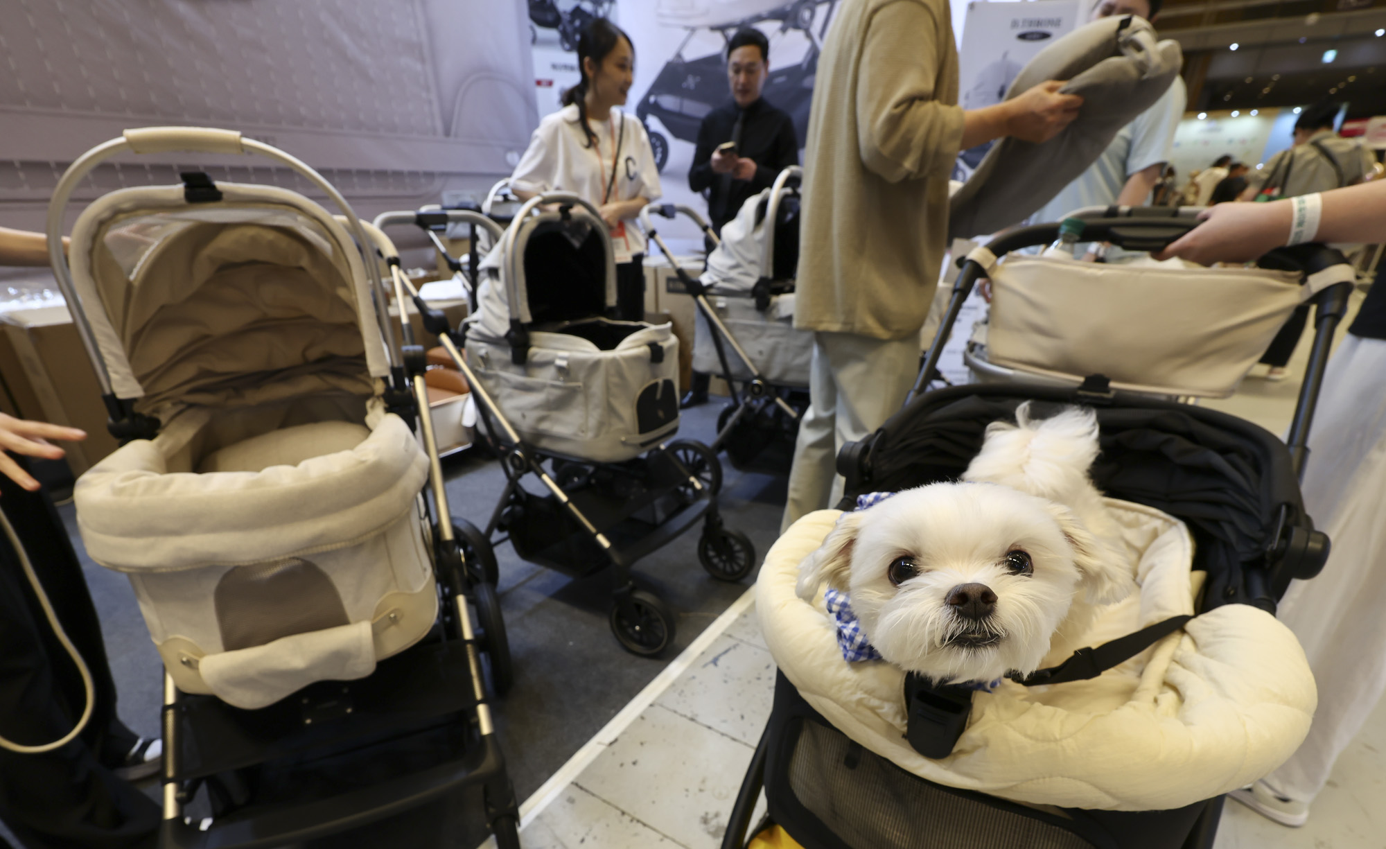 강아지;고양이;펫;애견;펫페어